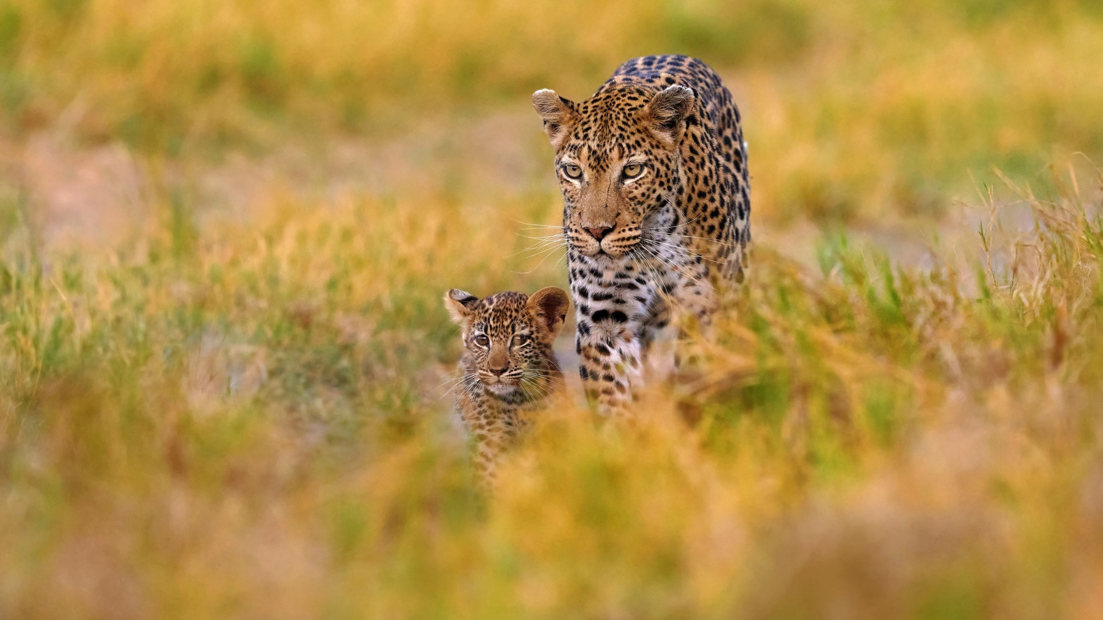 Africa Collection Holiday