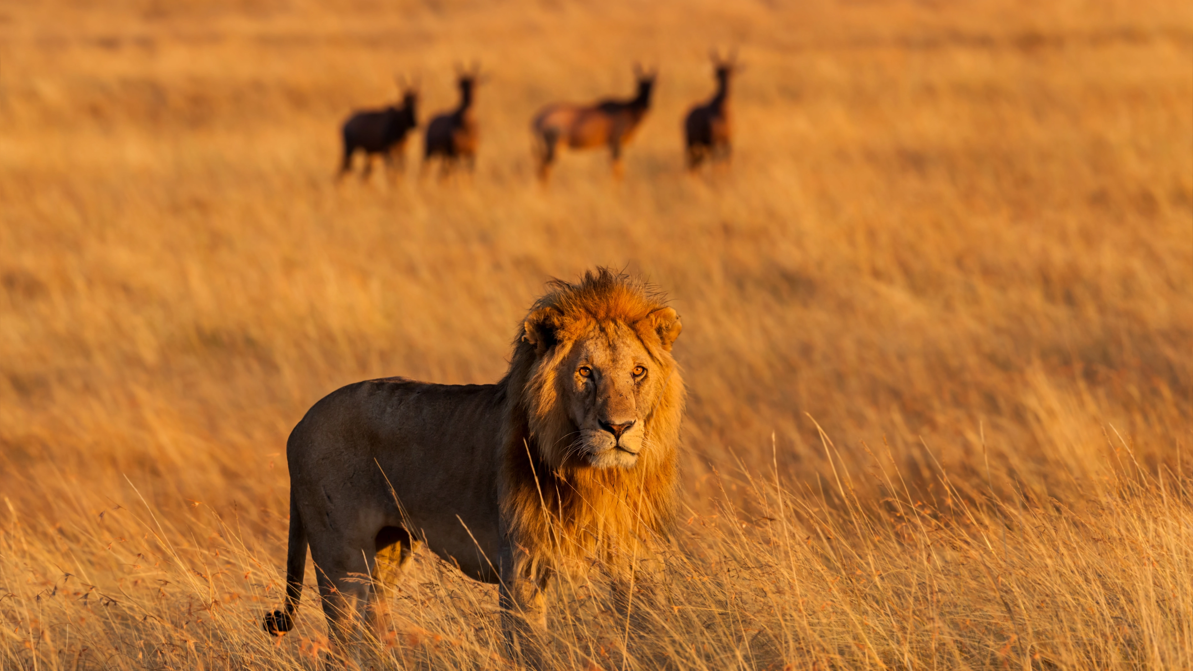 Africa Collection Holiday