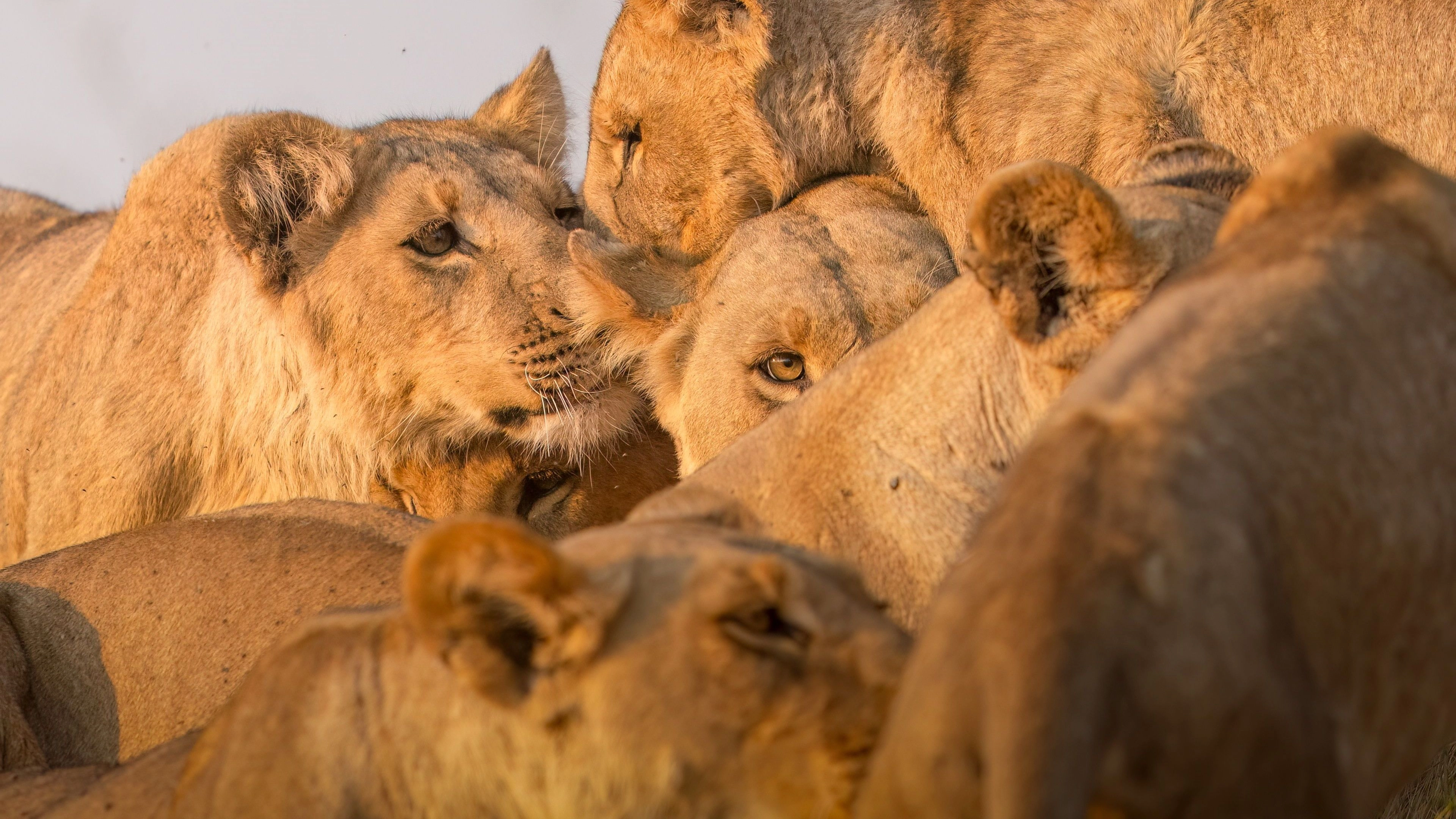 Africa Collection Holiday