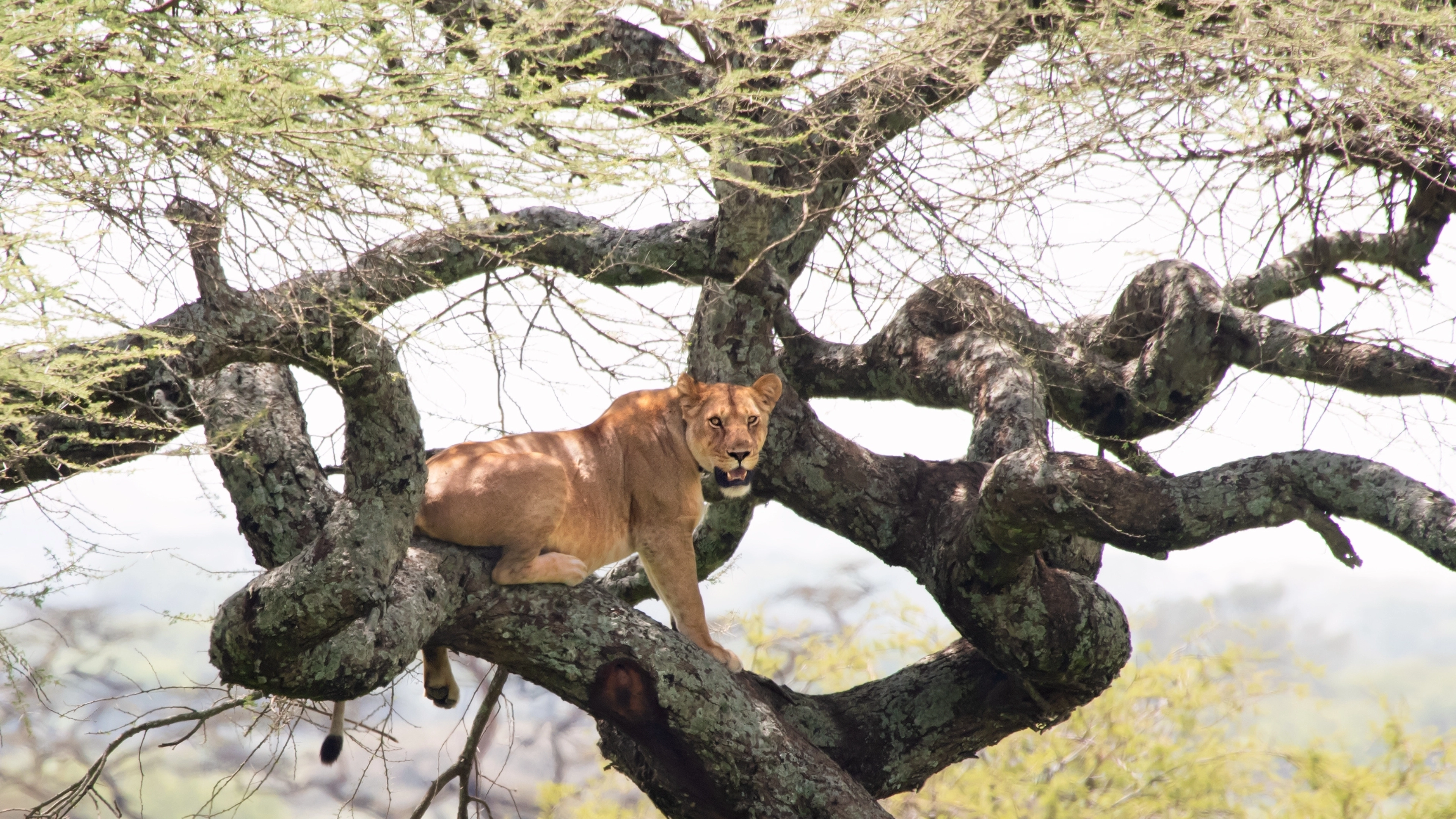 Africa Collection Holiday