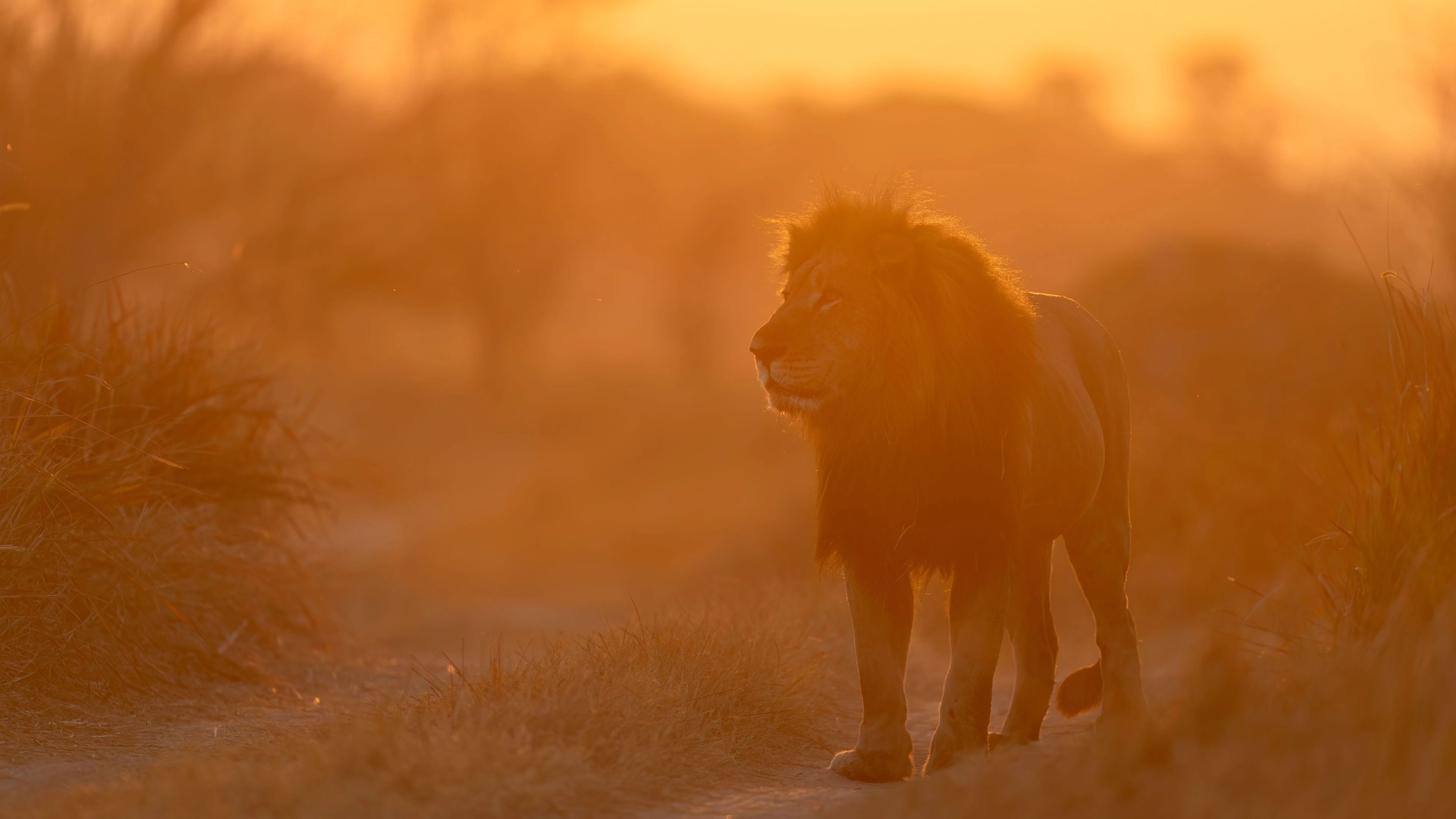 Africa Collection Holiday