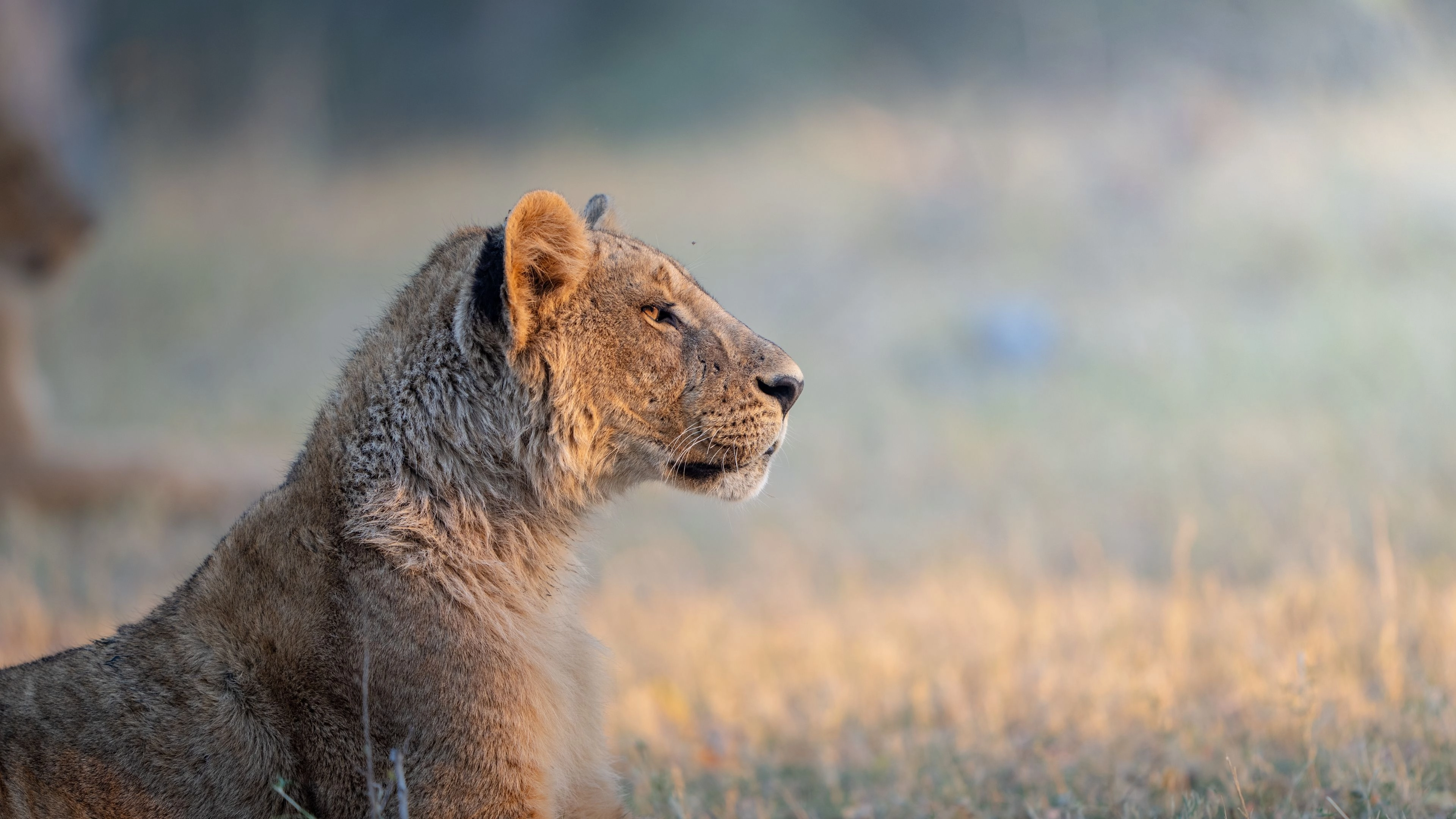 Africa Collection Holiday