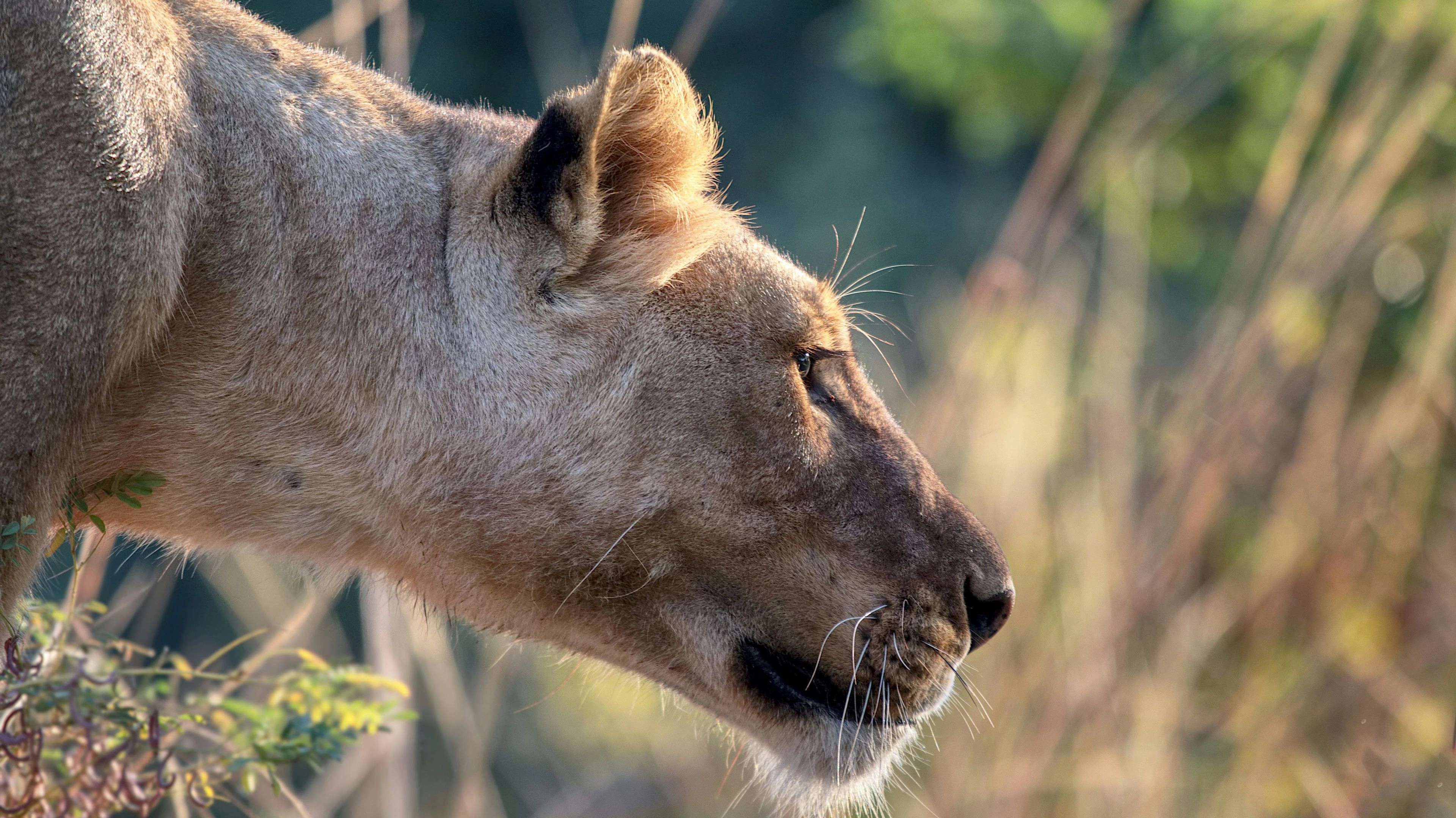 Africa Collection Holiday