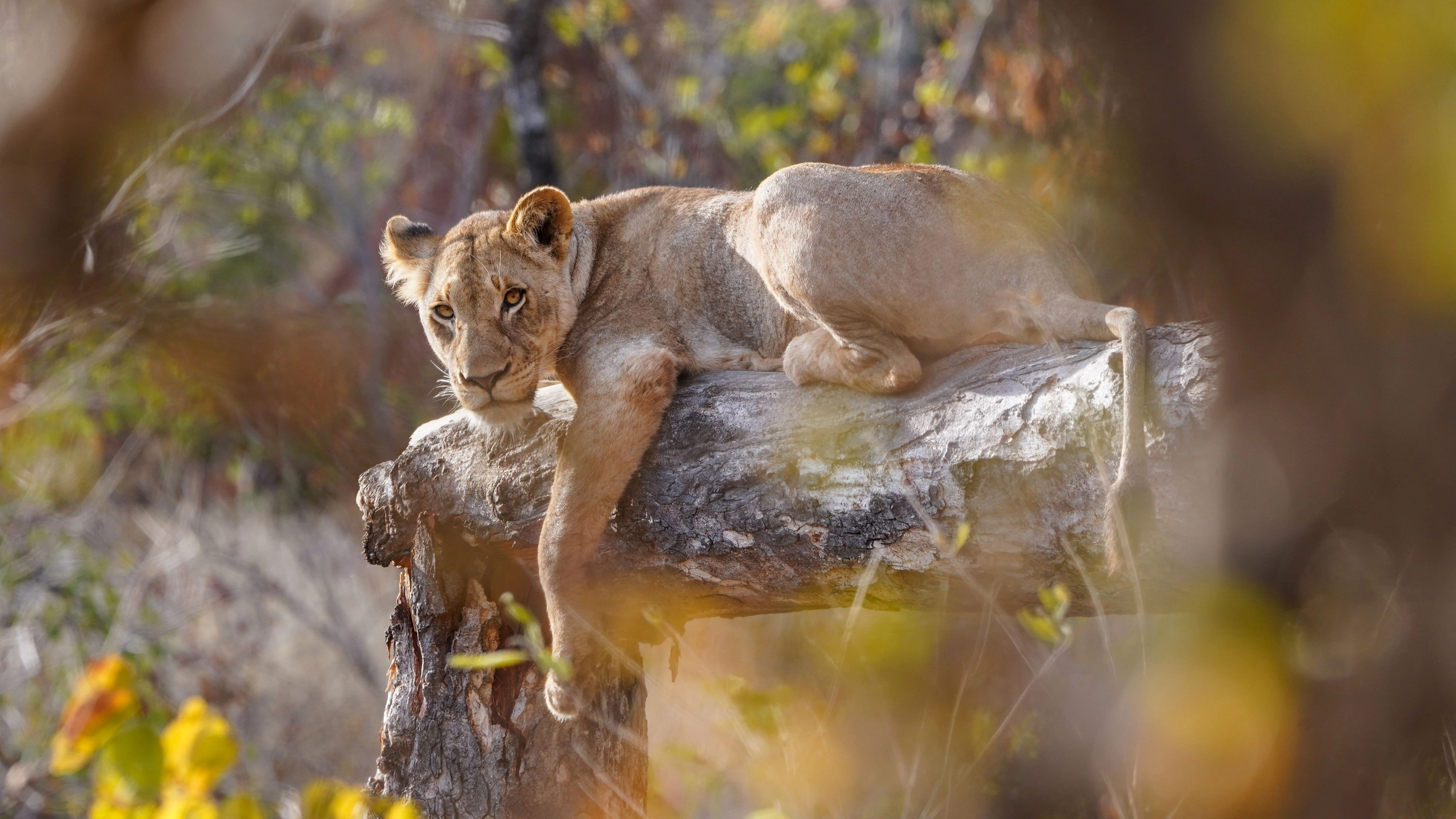 Africa Collection Holiday