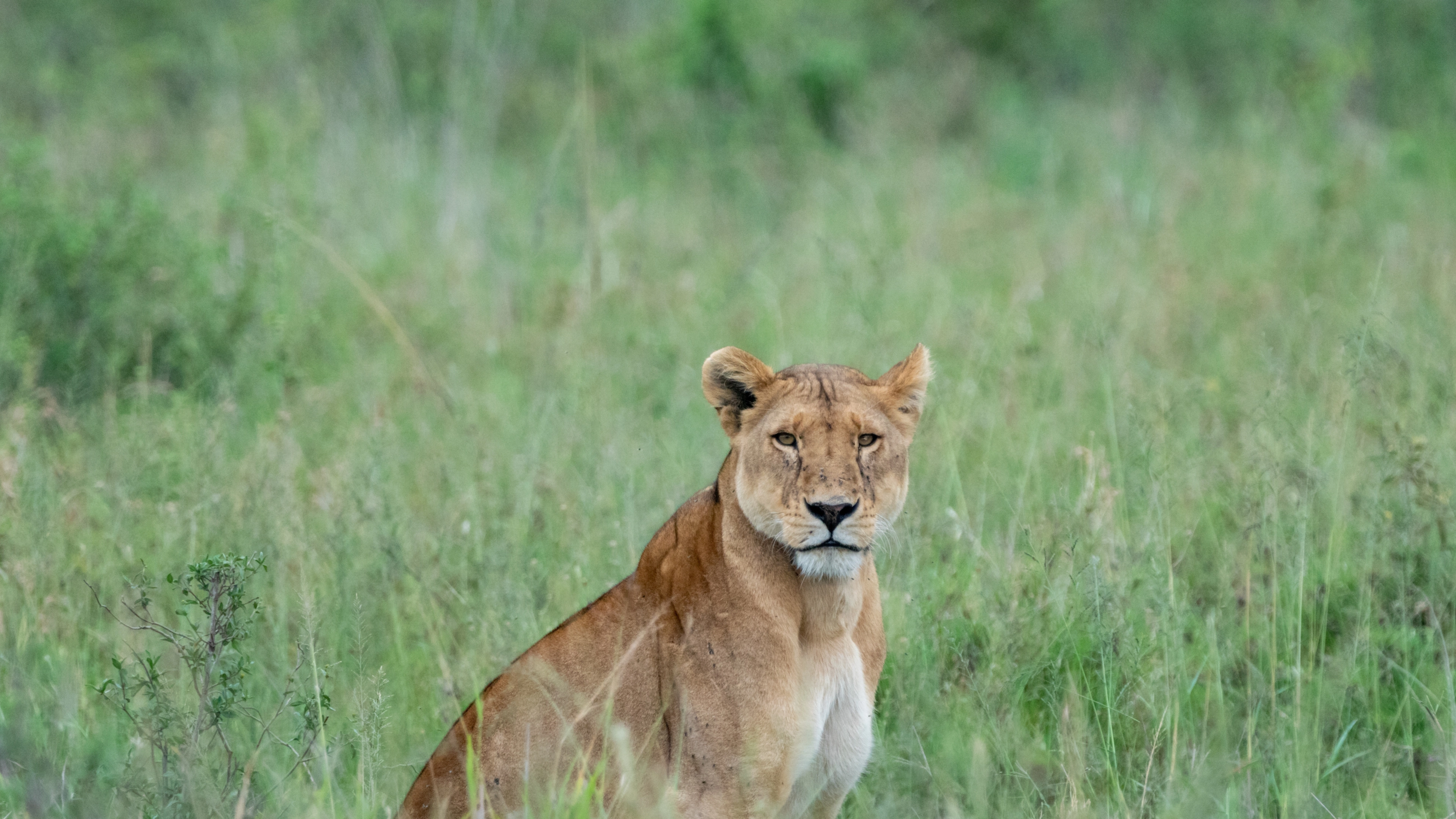 Africa Collection Holiday