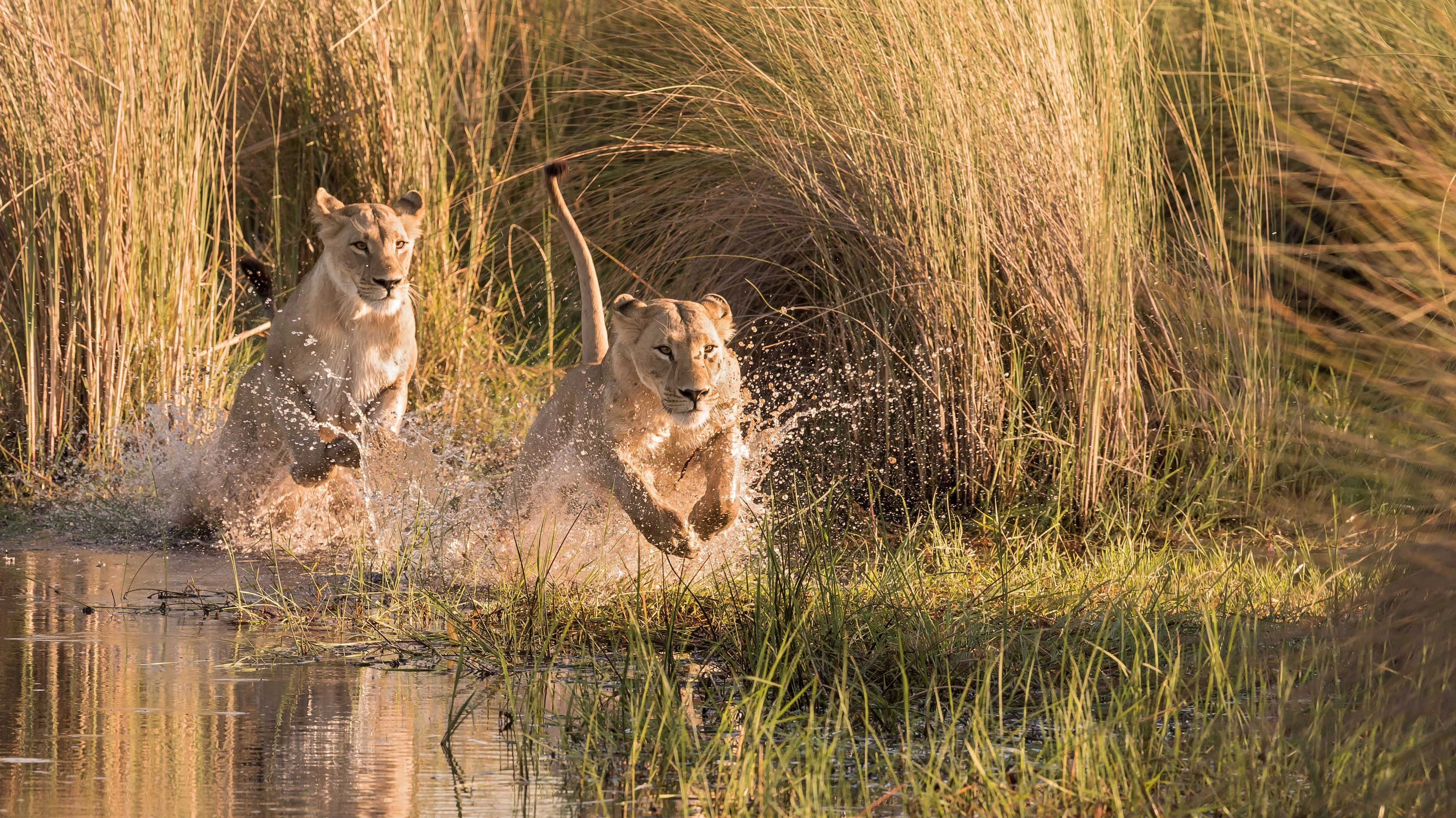 Africa Collection Holiday