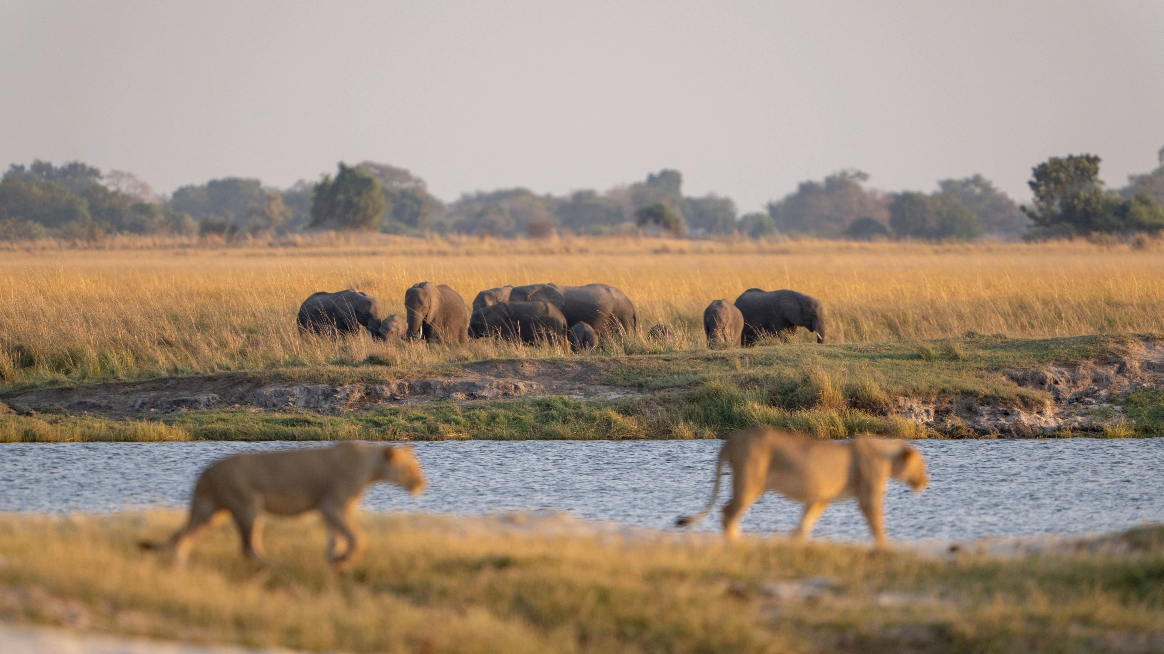 Africa Collection Holiday