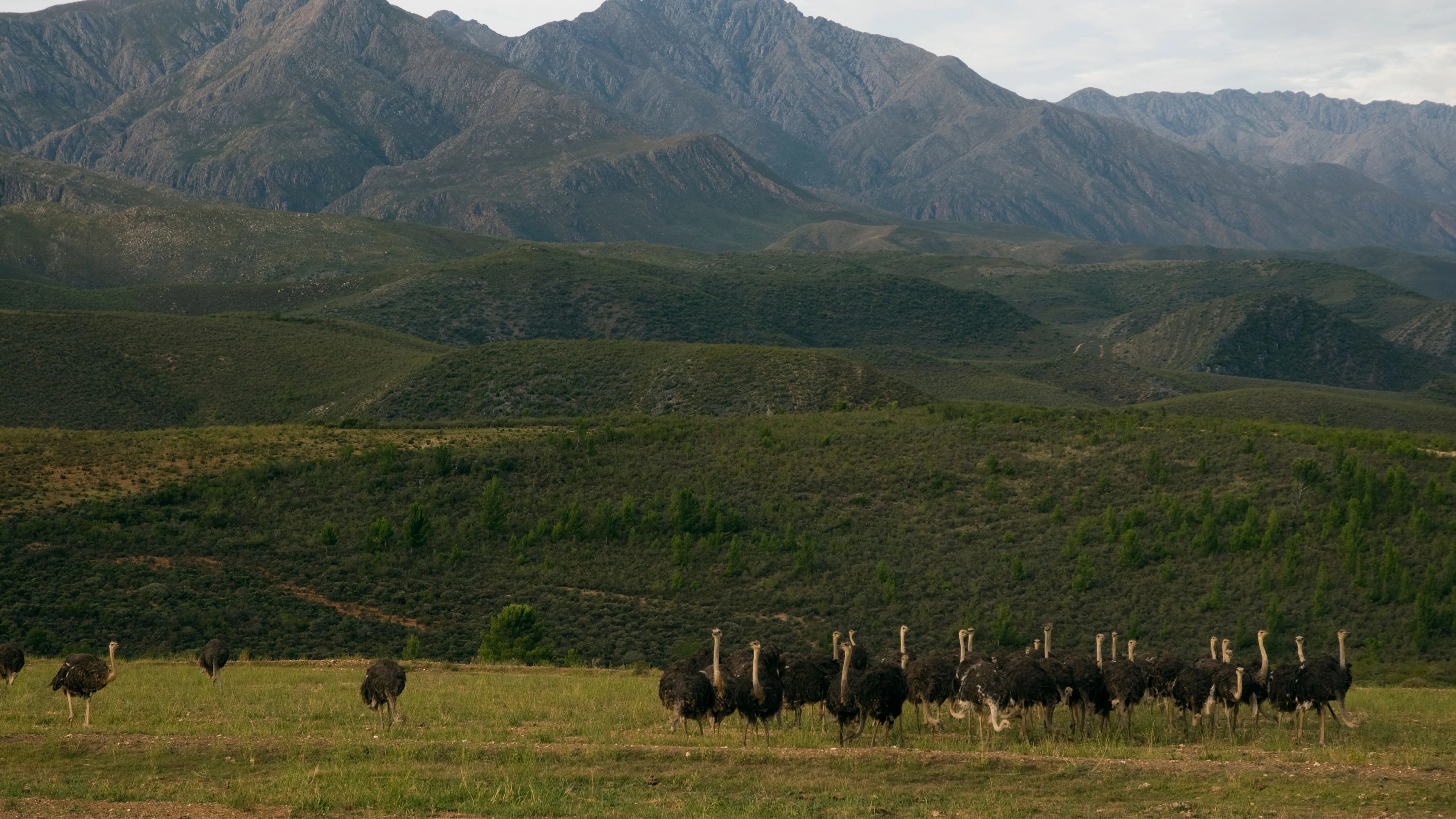 Africa Collection Holiday