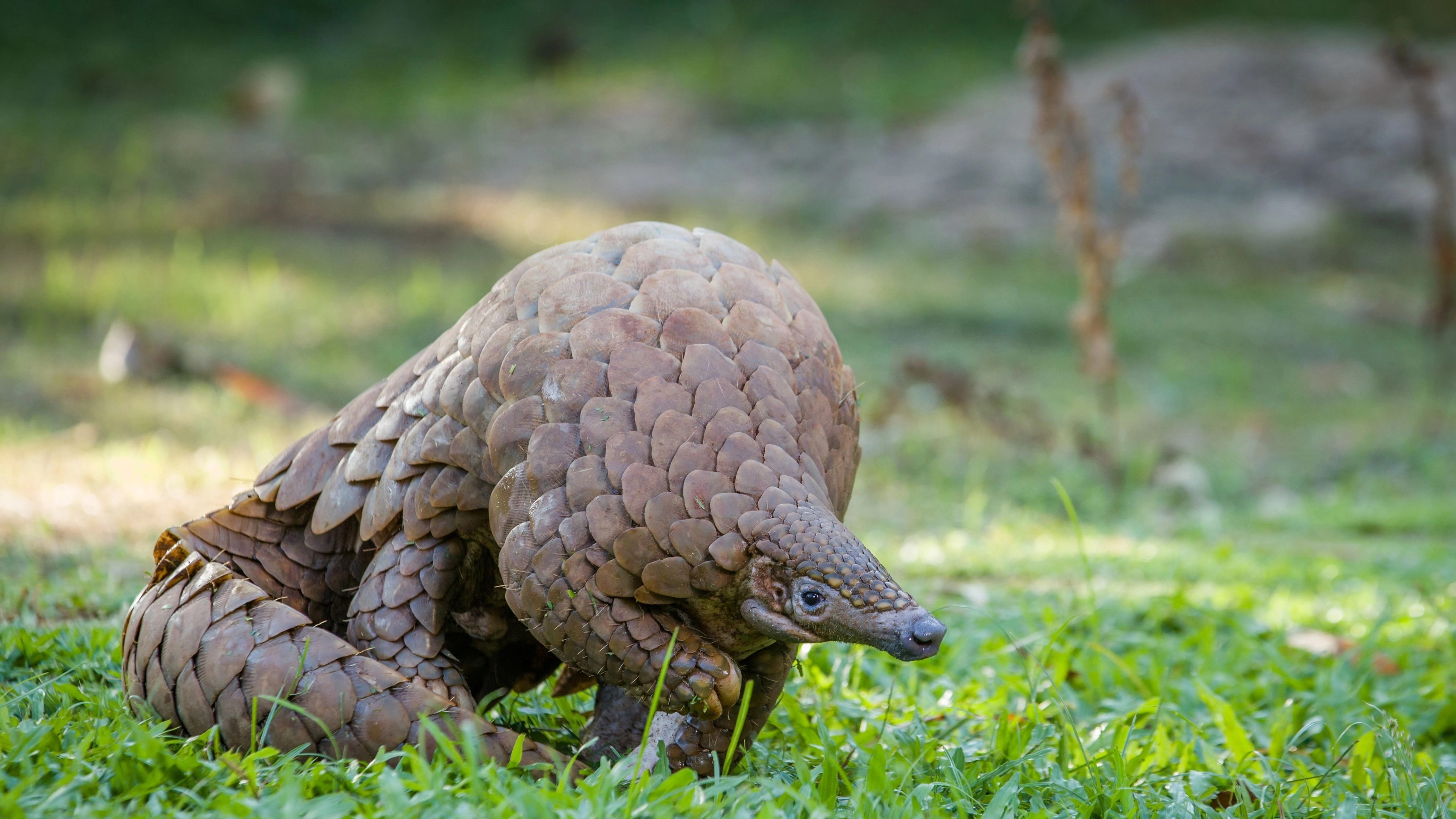 Africa Collection Holiday