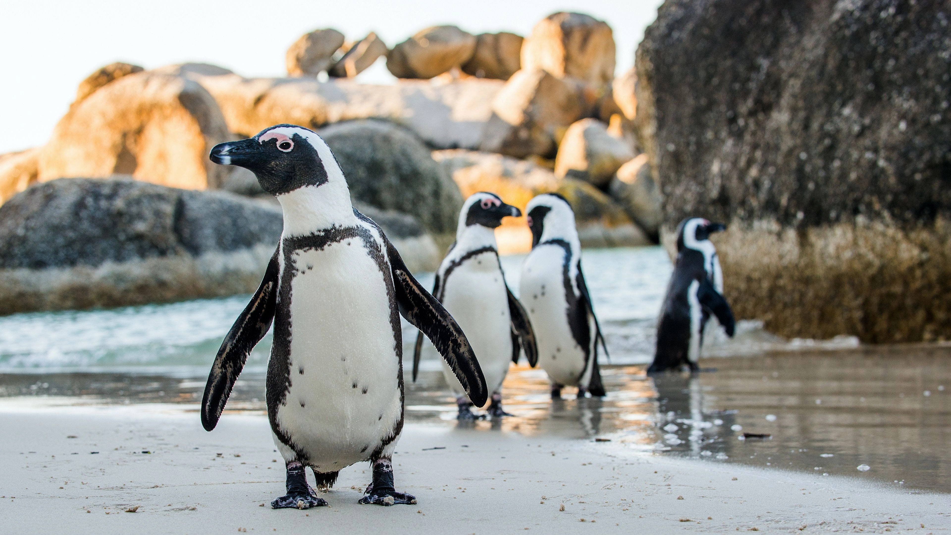 Africa Collection Holiday