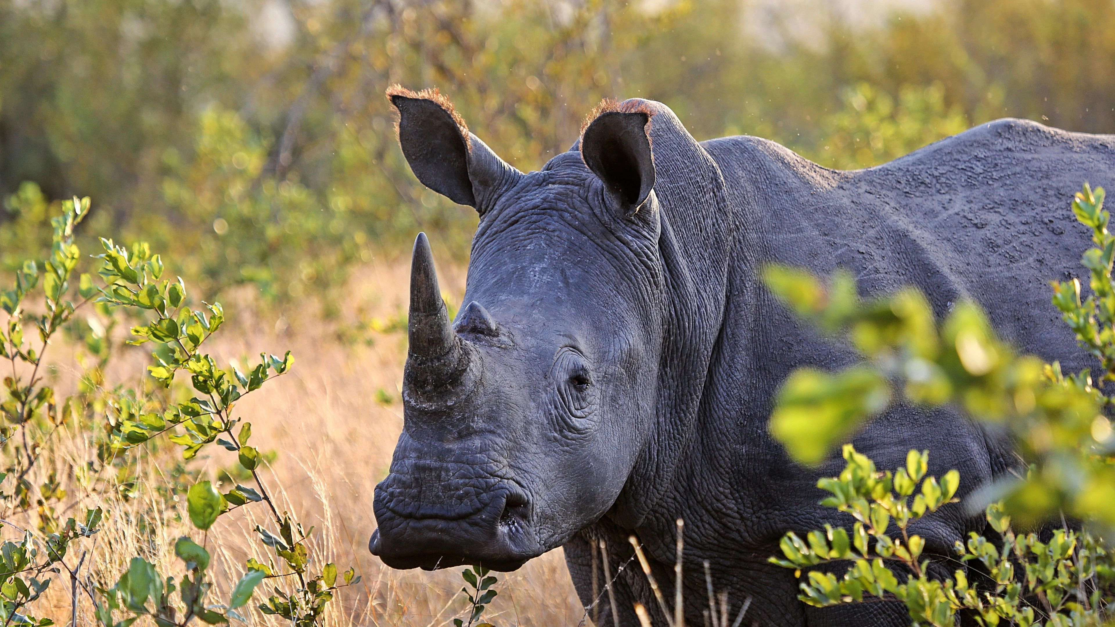 Africa Collection Holiday