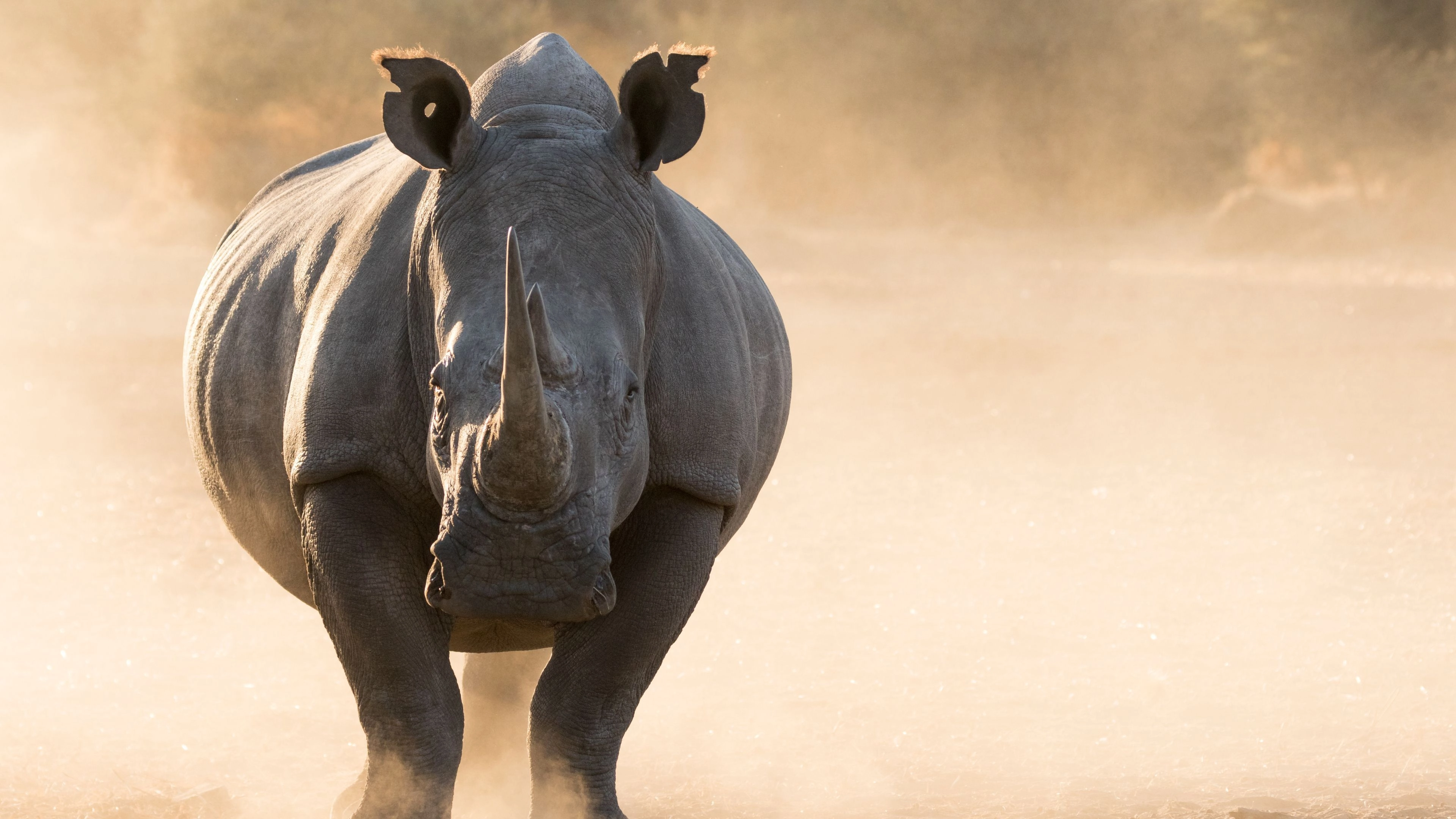 Africa Collection Holiday