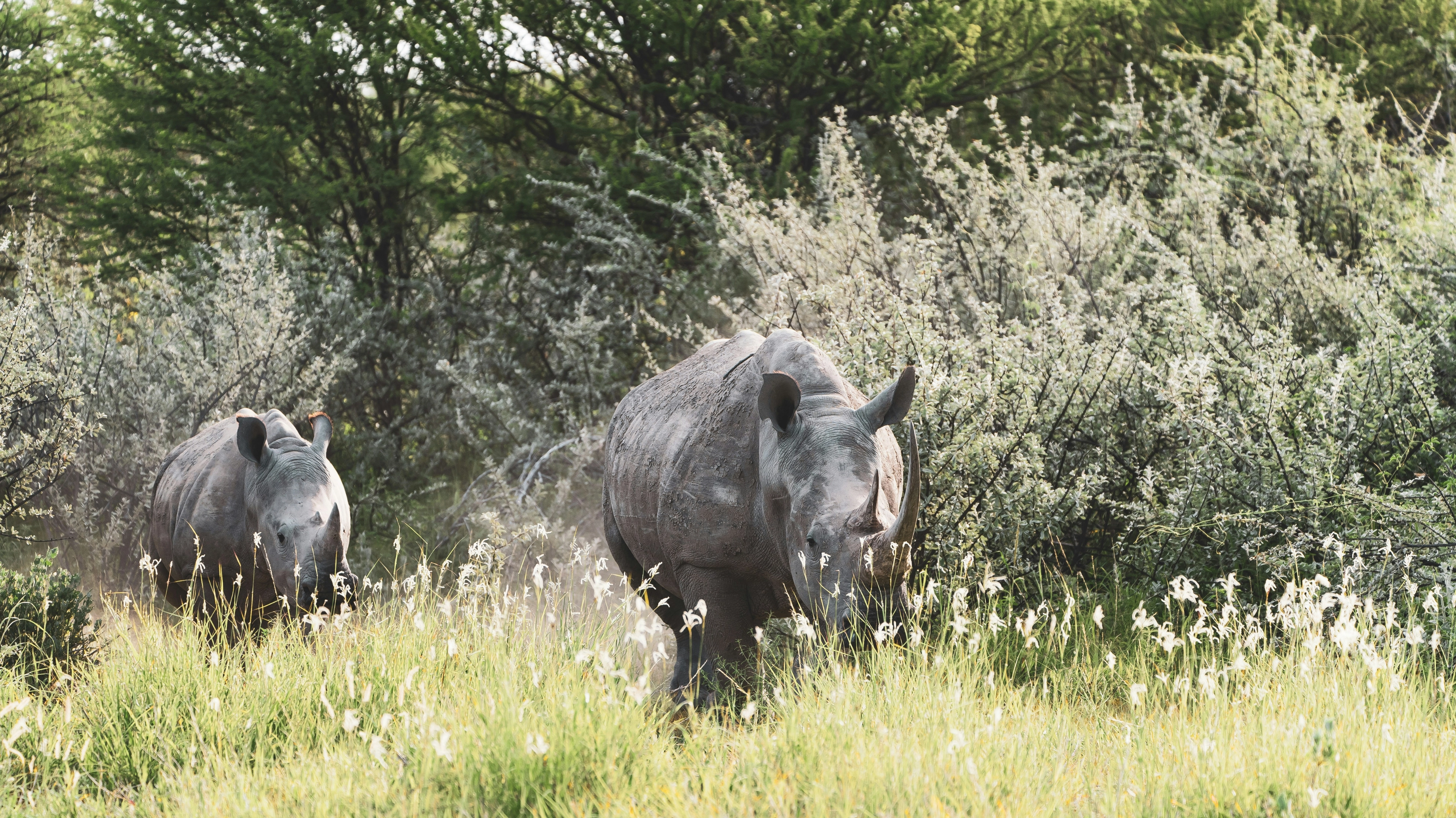 Africa Collection Holiday