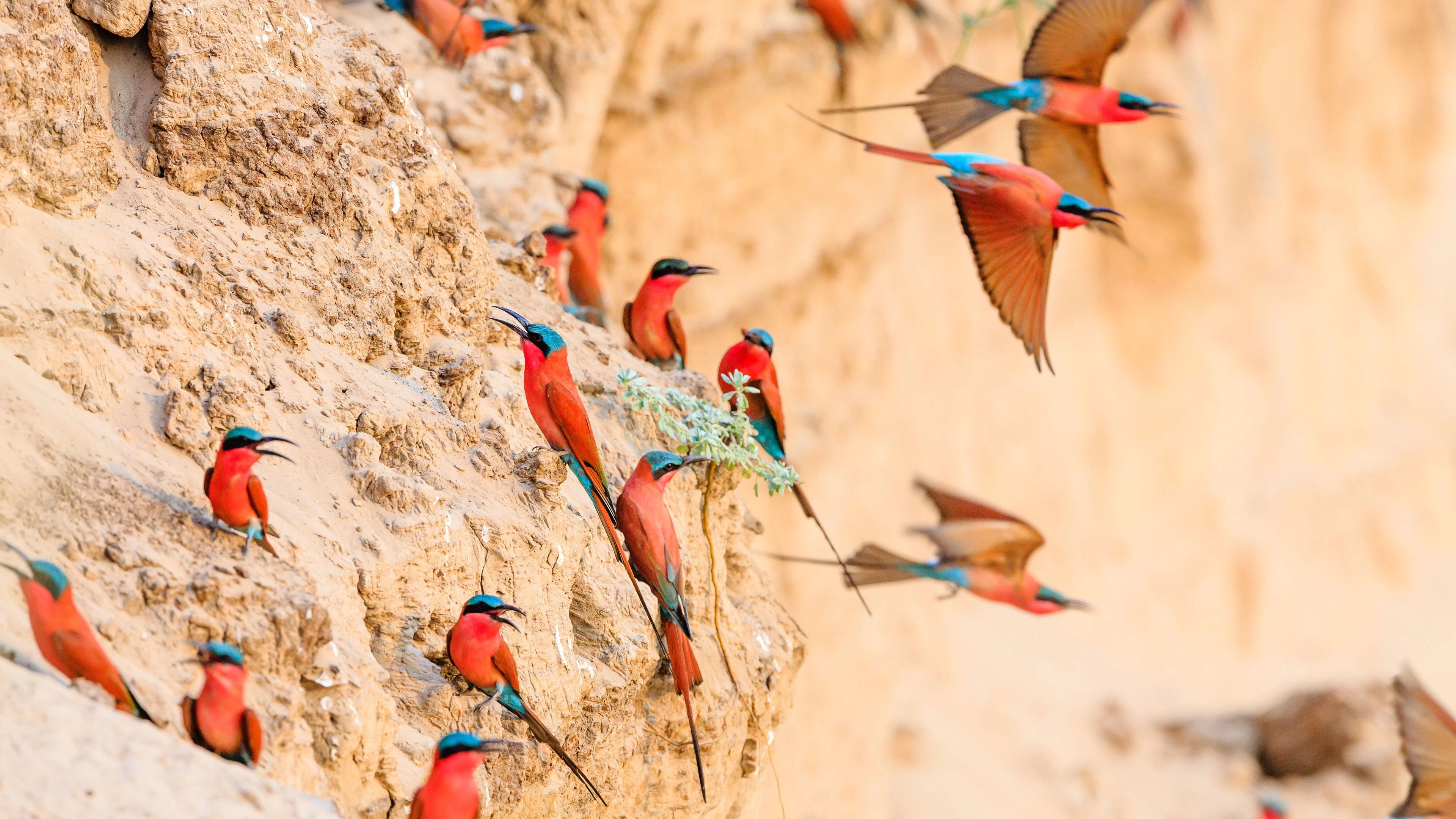 Africa Collection Holiday