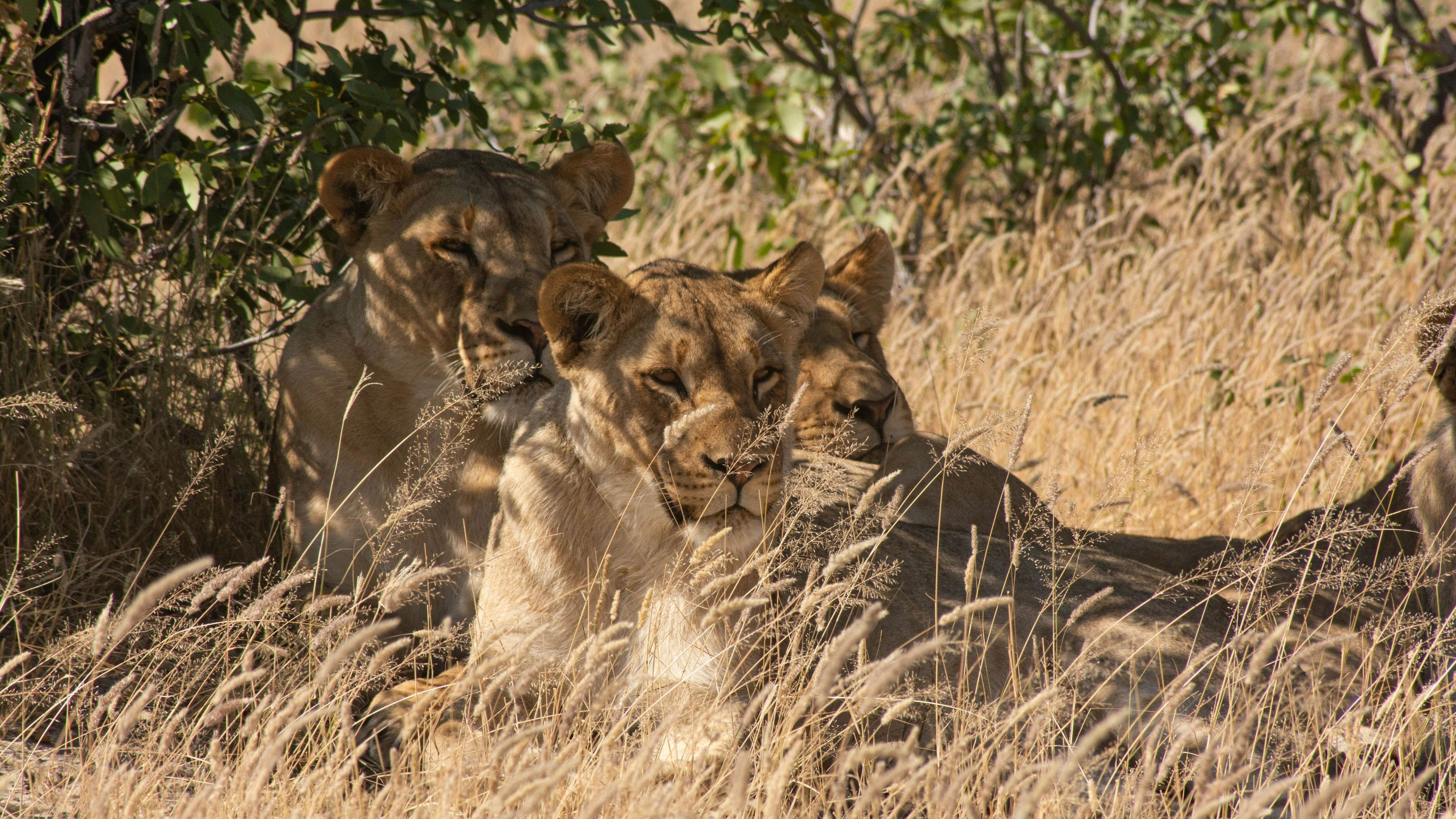 Africa Collection Holiday