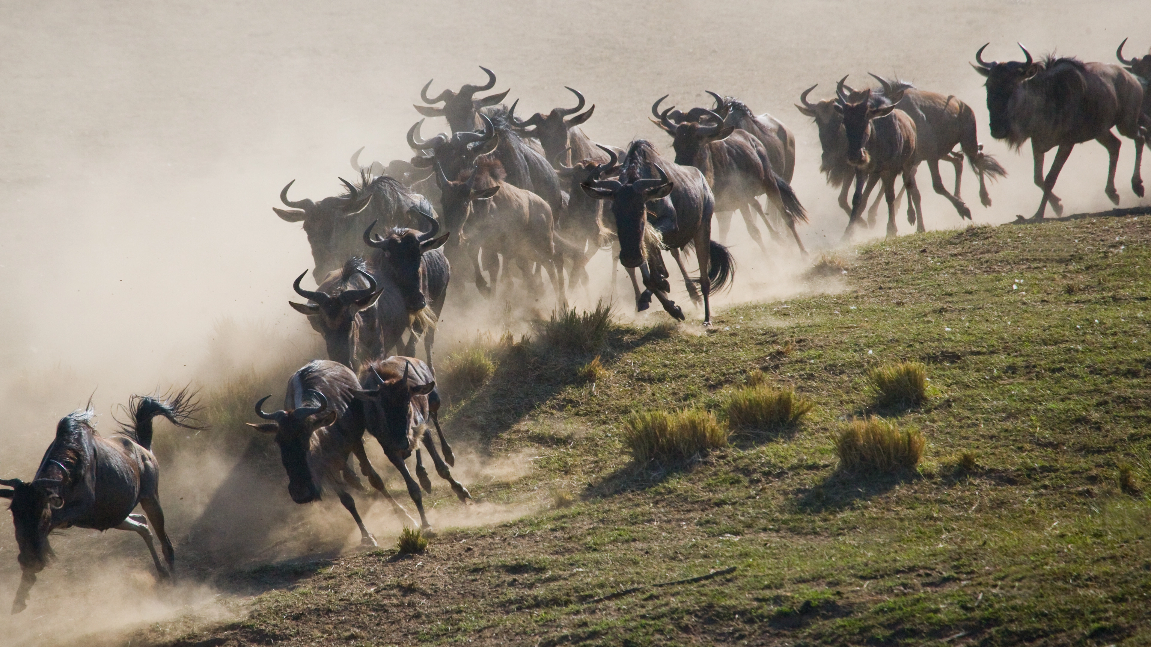 Africa Collection Holiday