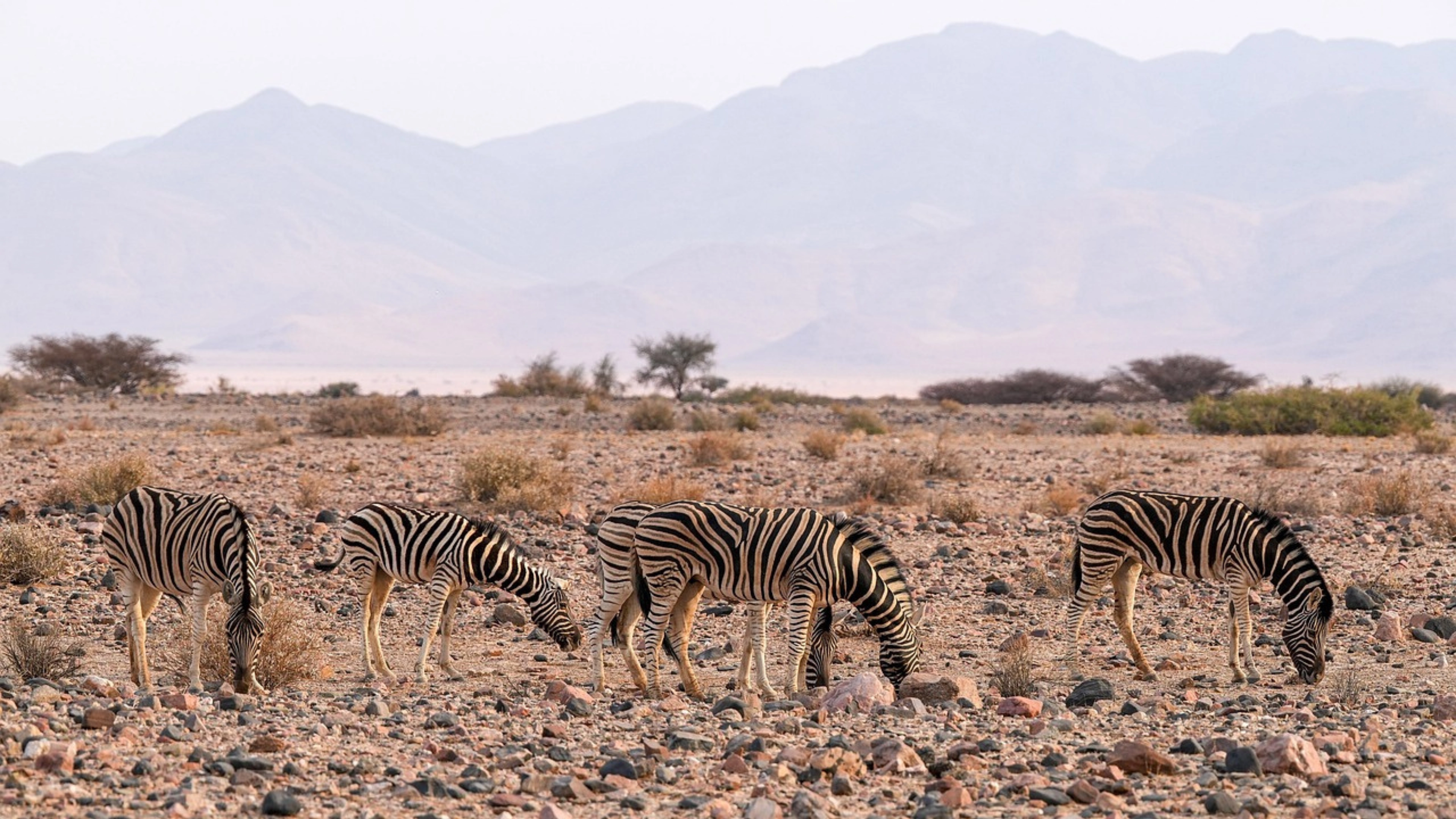 Africa Collection Holiday