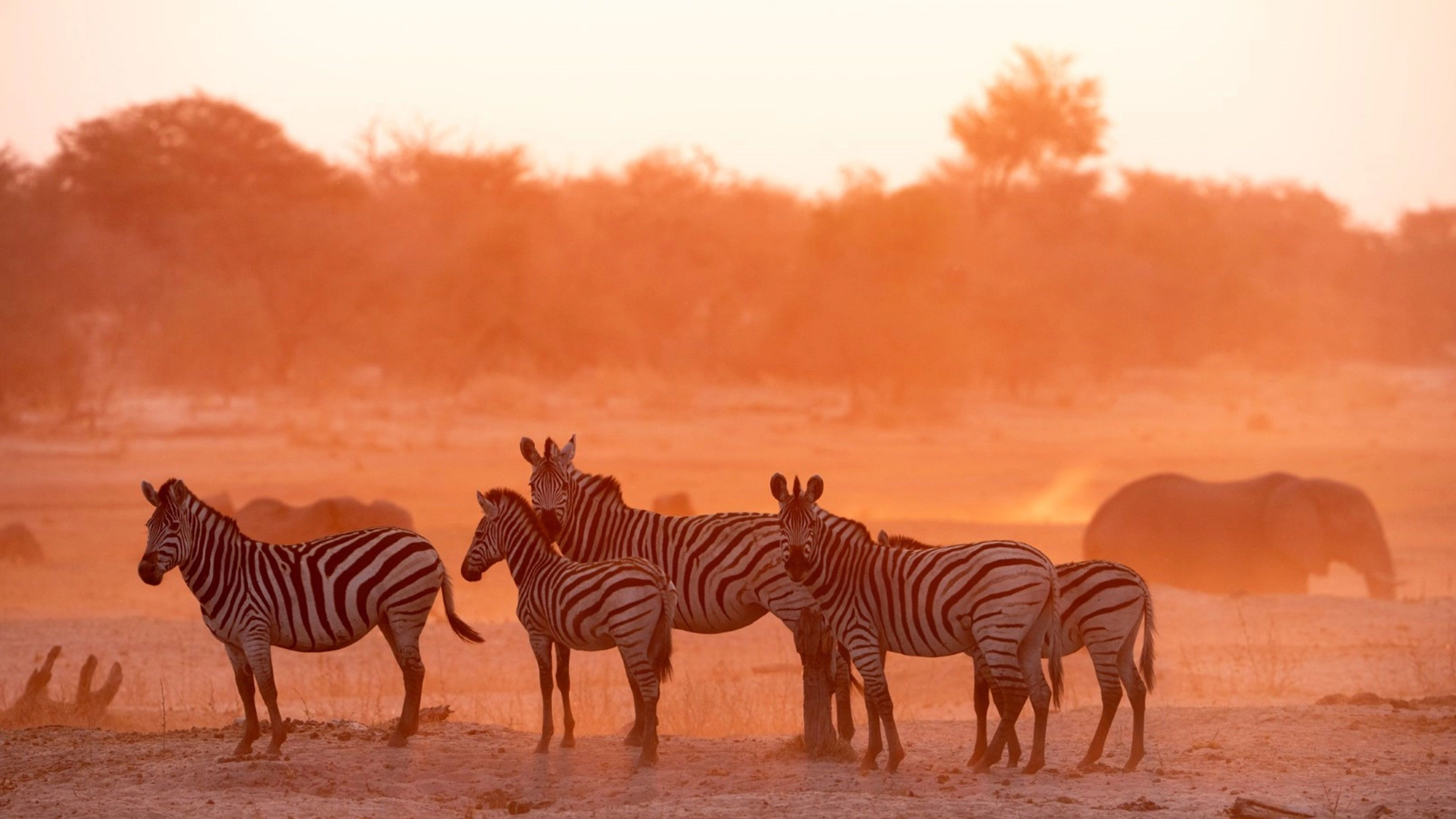 Africa Collection Holiday