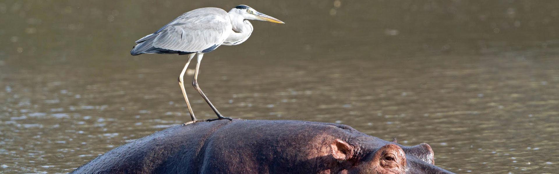 Africa Collection Holiday