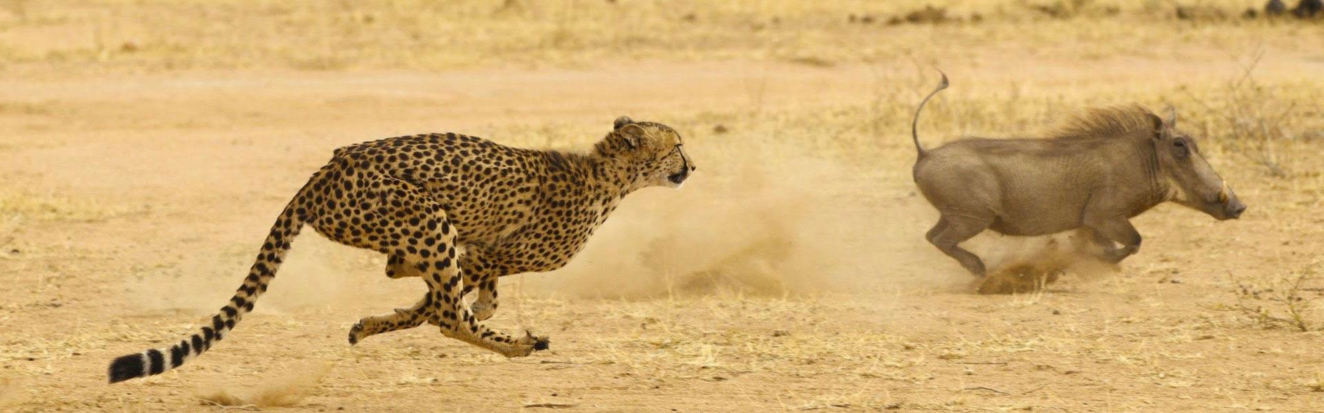 Africa Collection Holiday