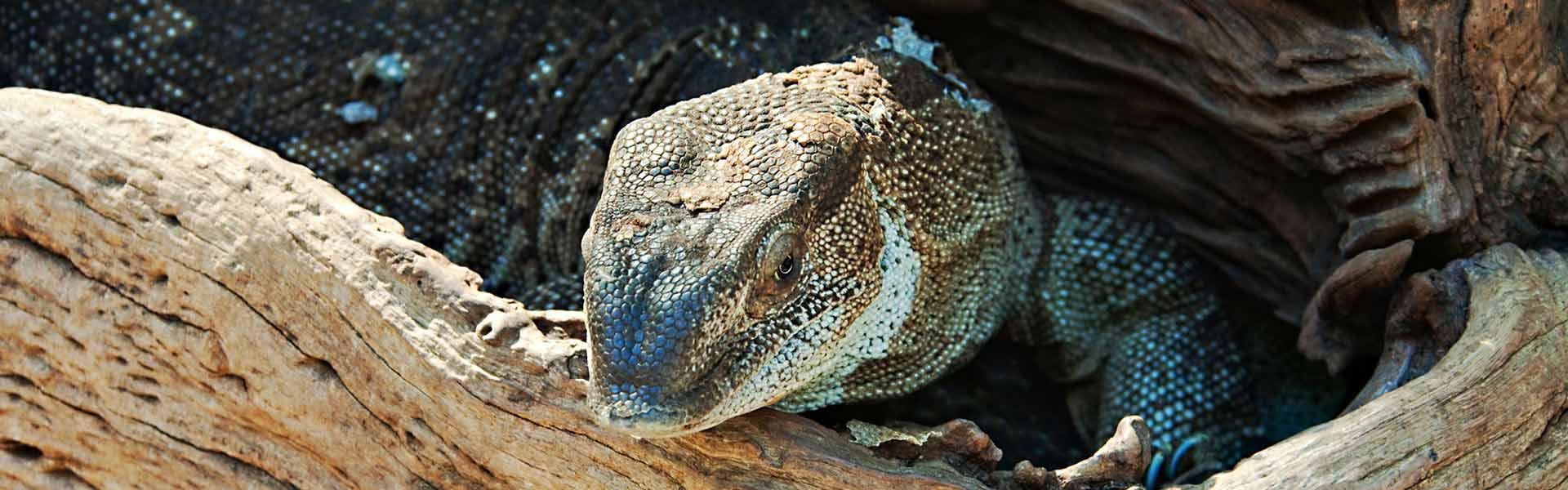 Africa Collection Holiday