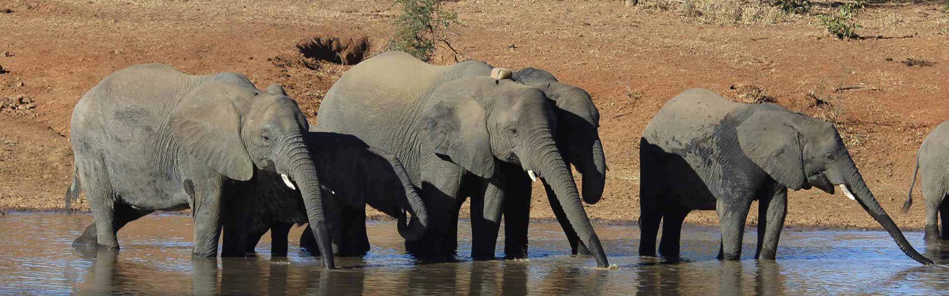 Africa Collection Holiday