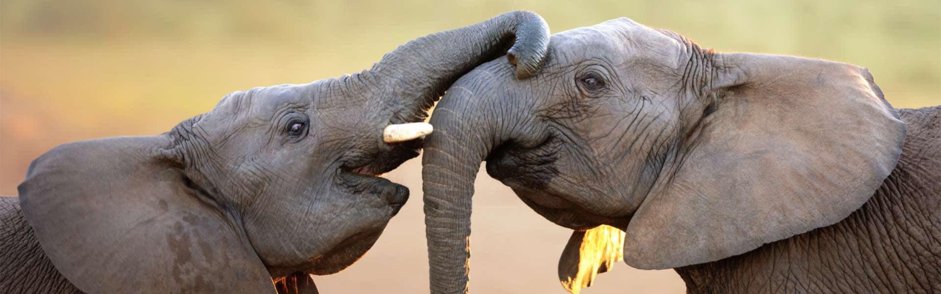 Africa Collection Holiday