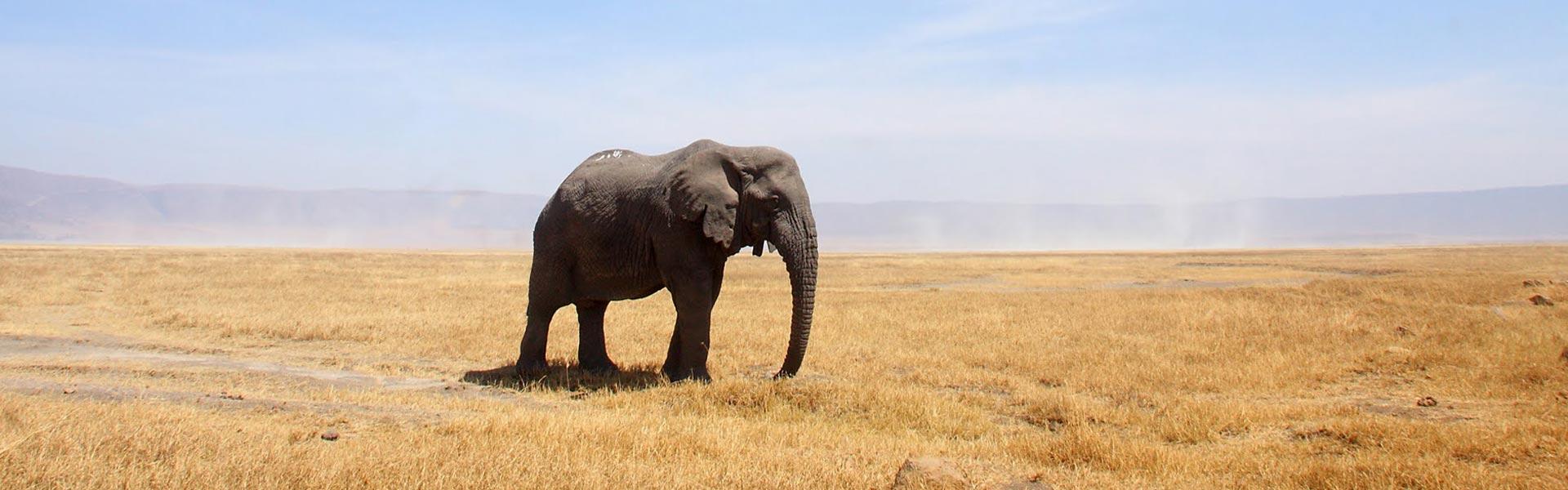 Africa Collection Holiday