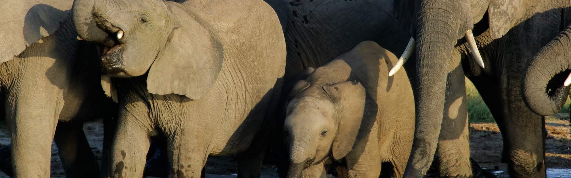 Africa Collection Holiday