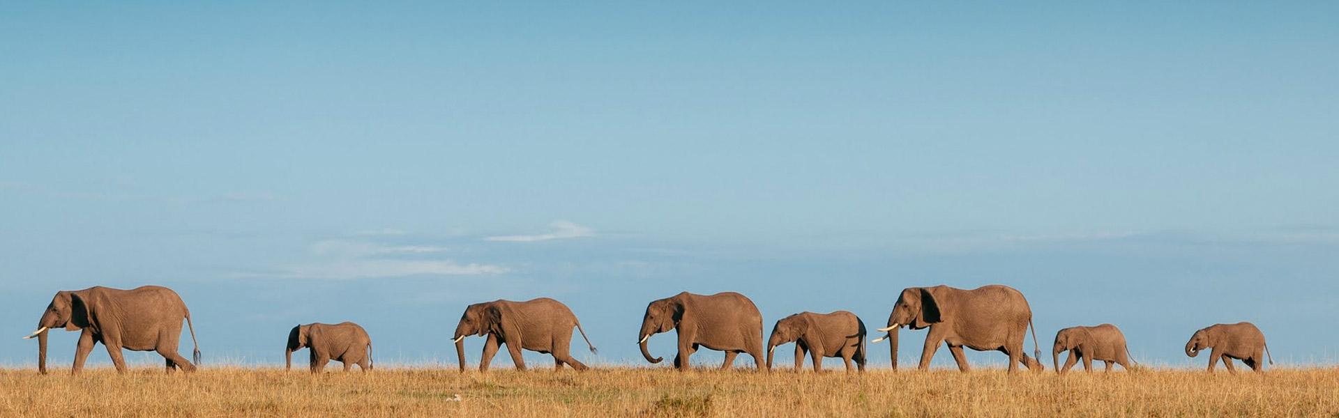 Africa Collection Holiday