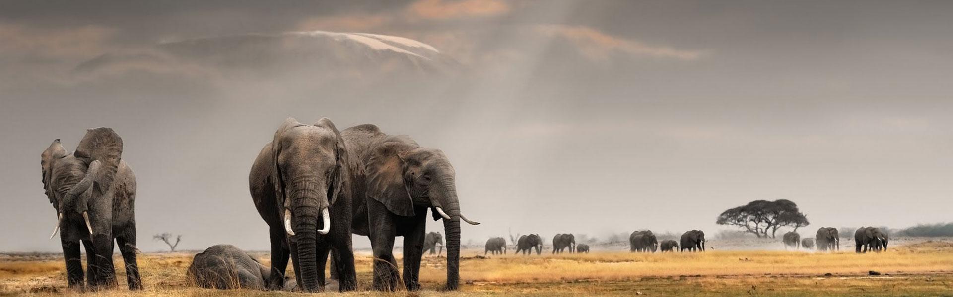 Africa Collection Holiday