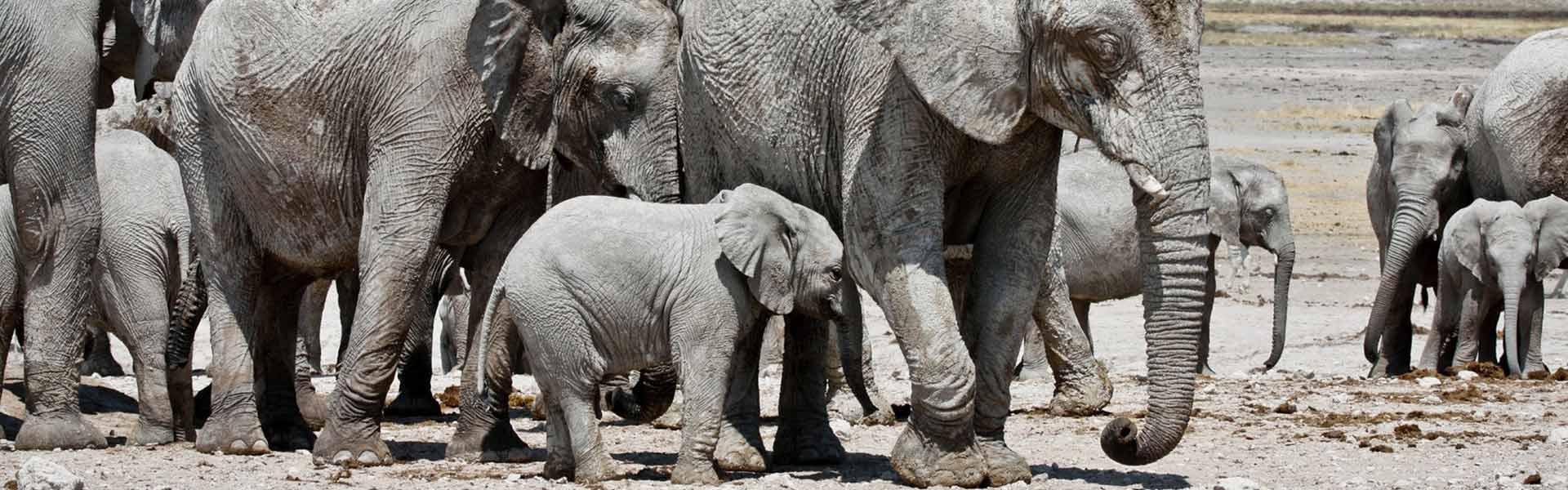 Africa Collection Holiday