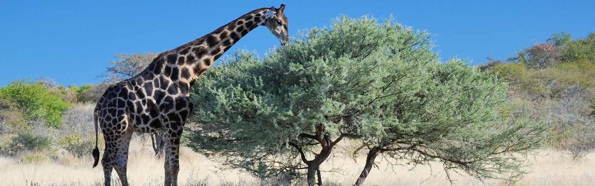 Africa Collection Holiday