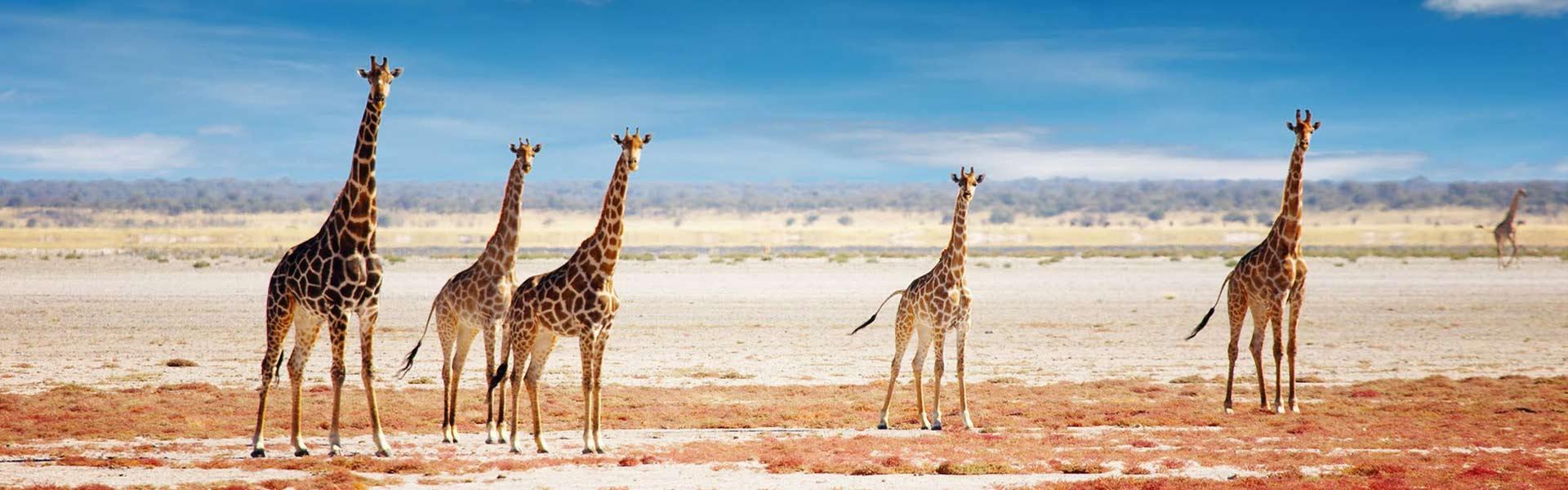 Africa Collection Holiday