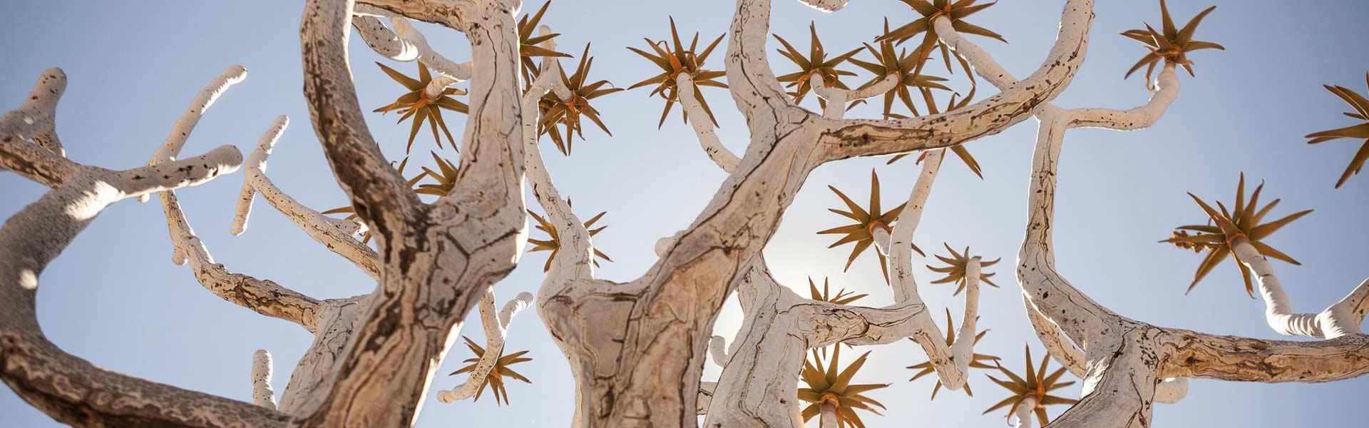 Africa Collection Holiday