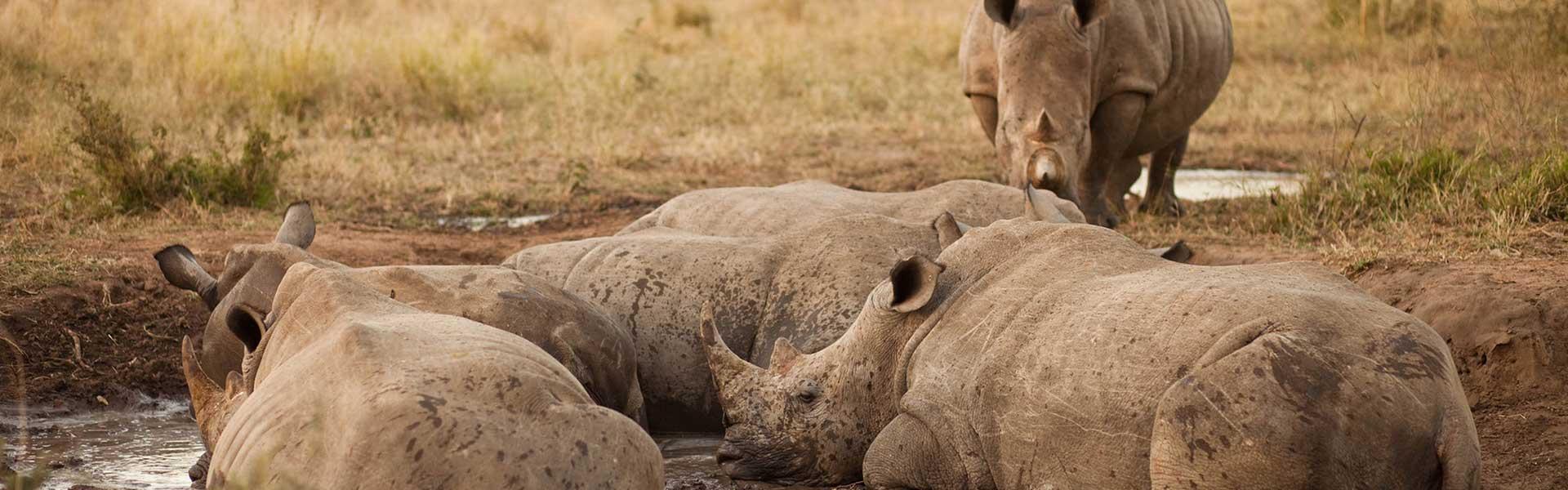 Africa Collection Holiday