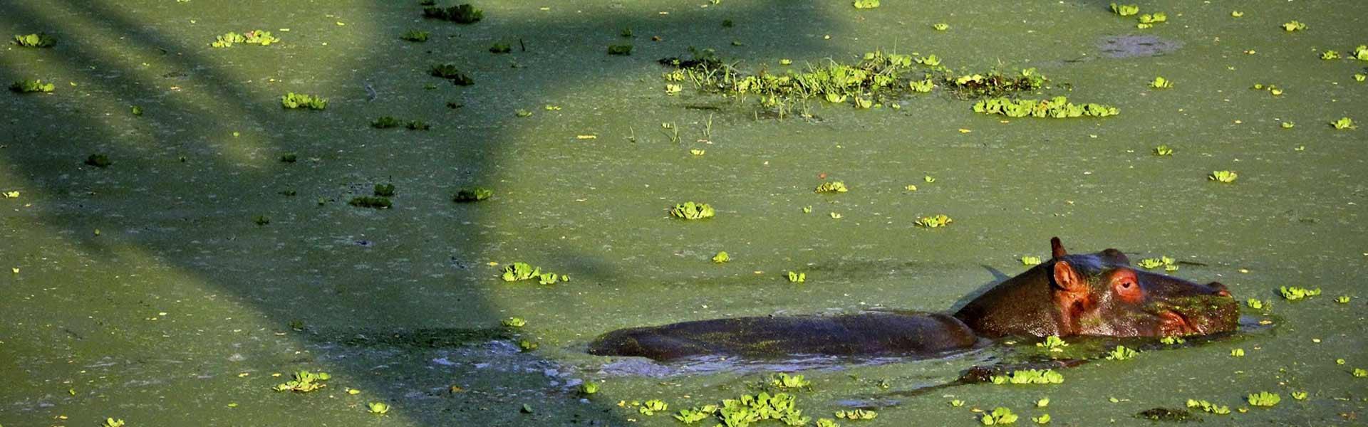 Africa Collection Holiday