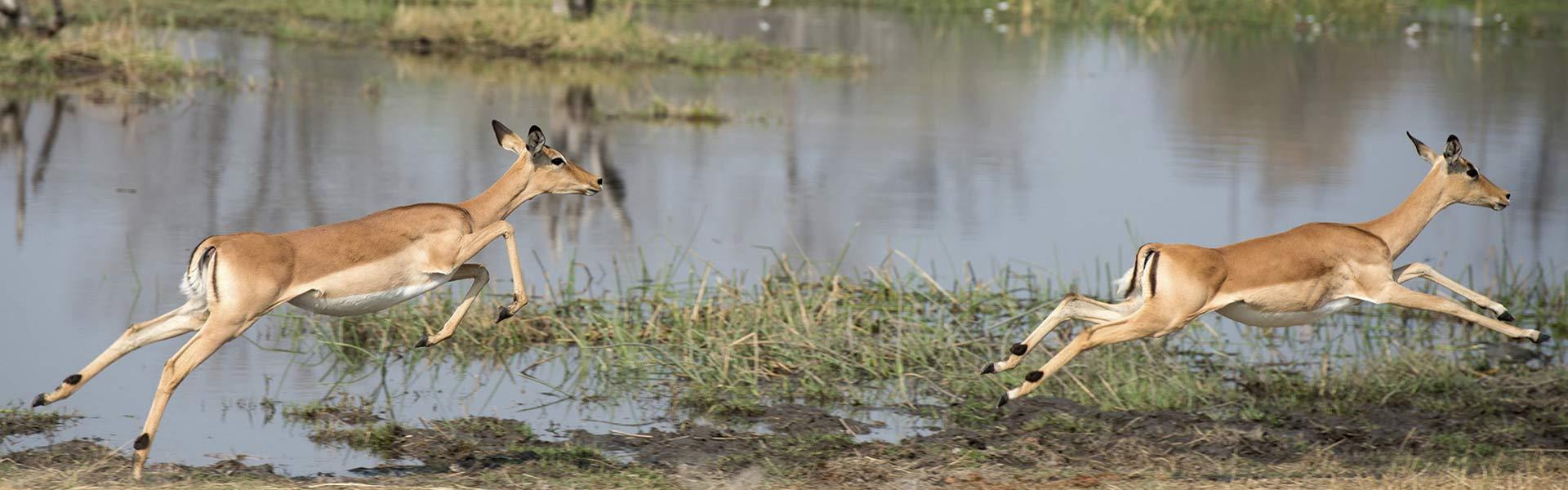 Africa Collection Holiday