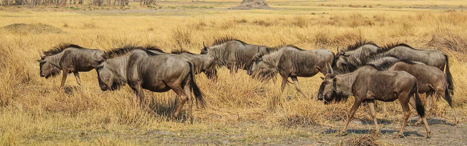 Africa Collection Holiday