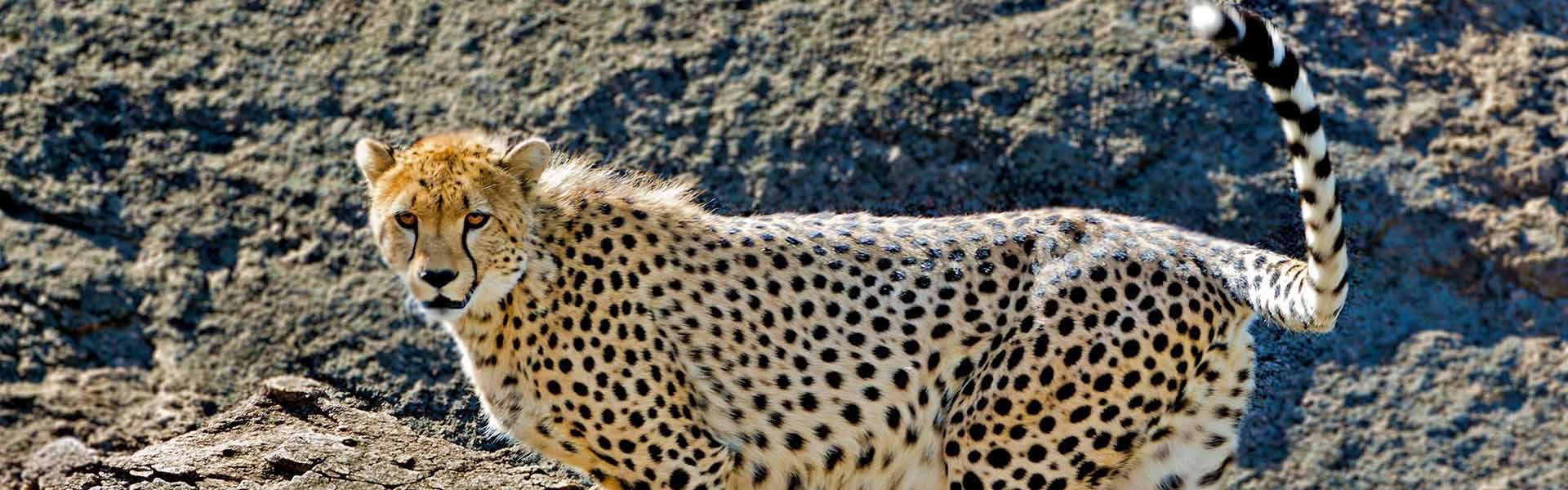 Africa Collection Holiday