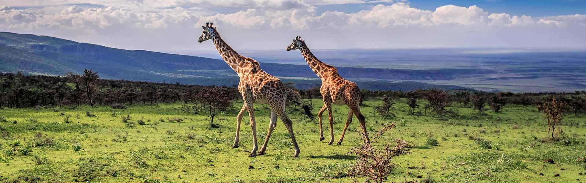 Africa Collection Holiday