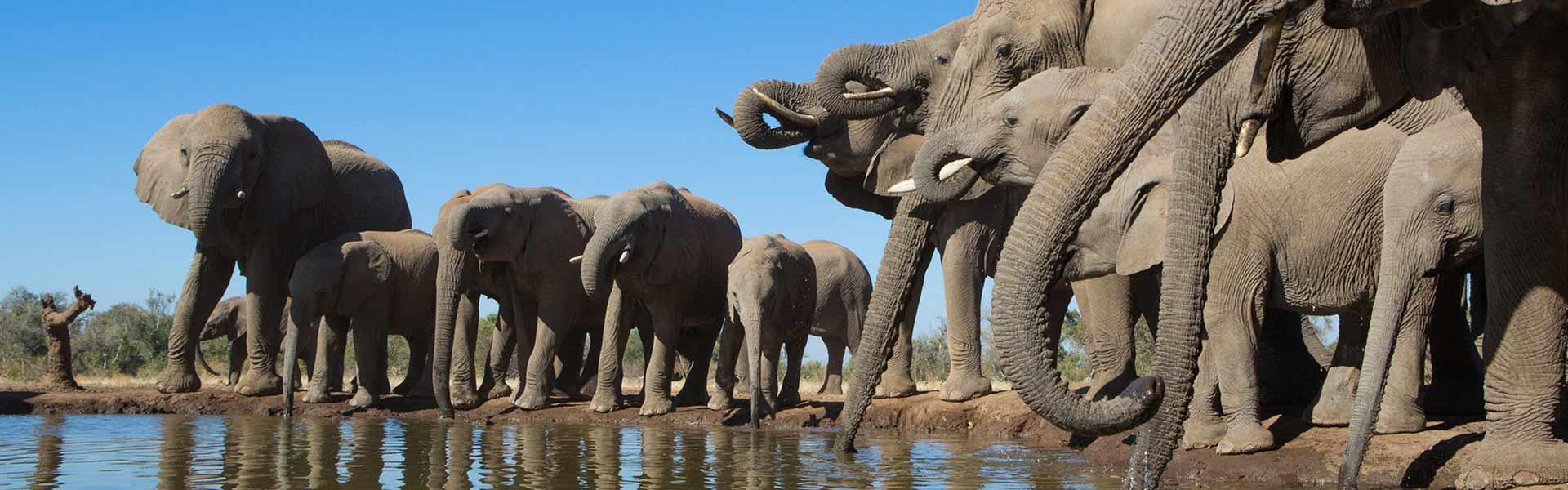 Africa Collection Holiday