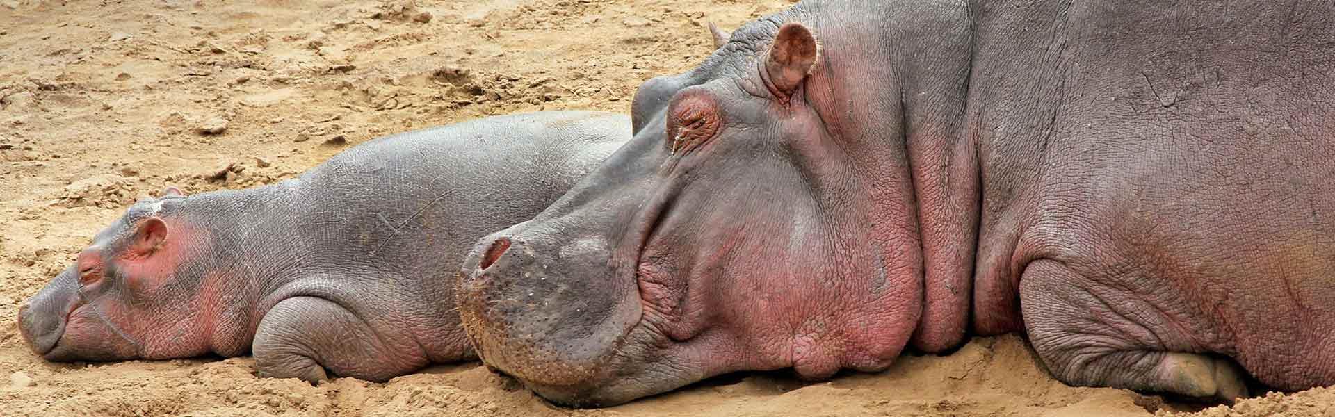 Africa Collection Holiday