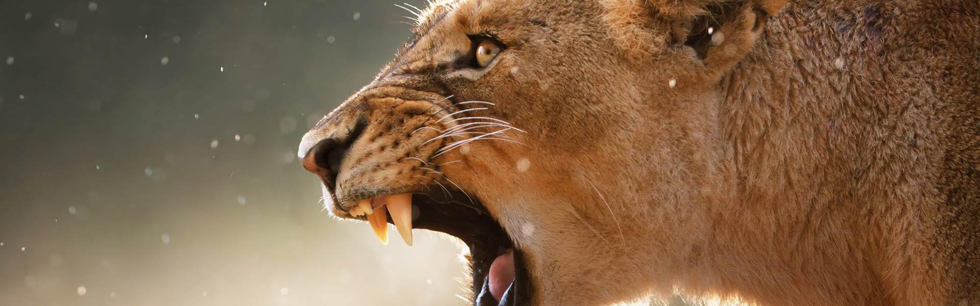 Africa Collection Holiday