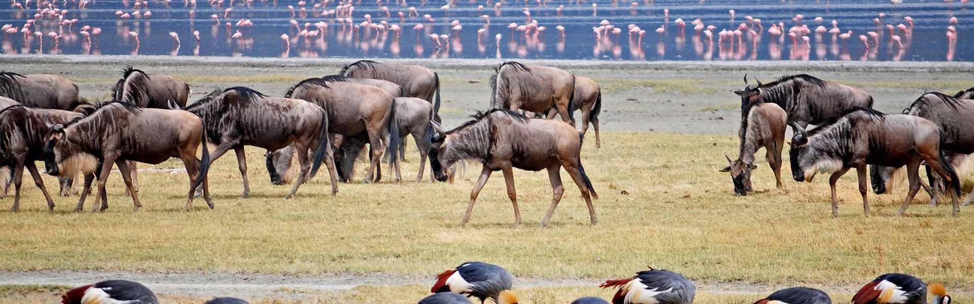 Africa Collection Holiday