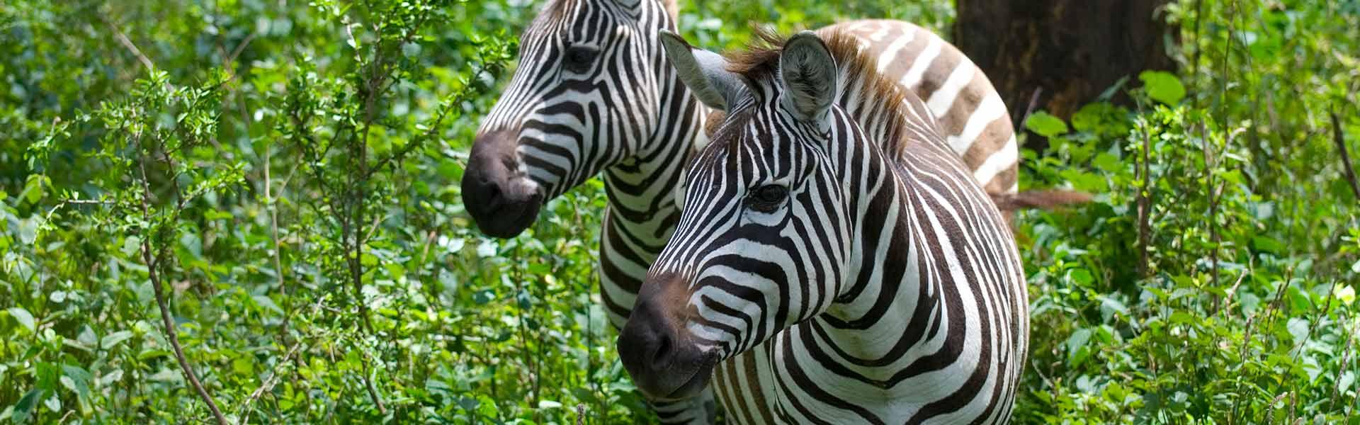 Africa Collection Holiday