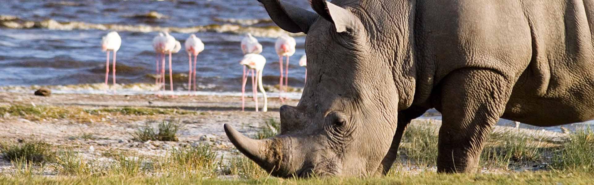 Africa Collection Holiday