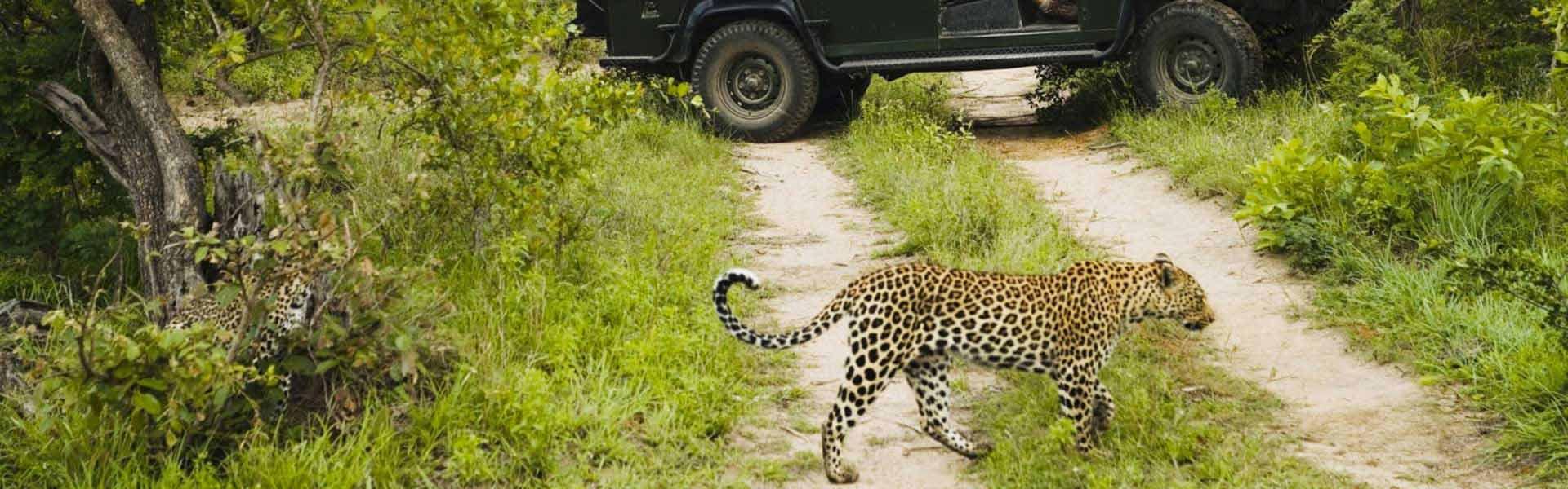 Africa Collection Holiday