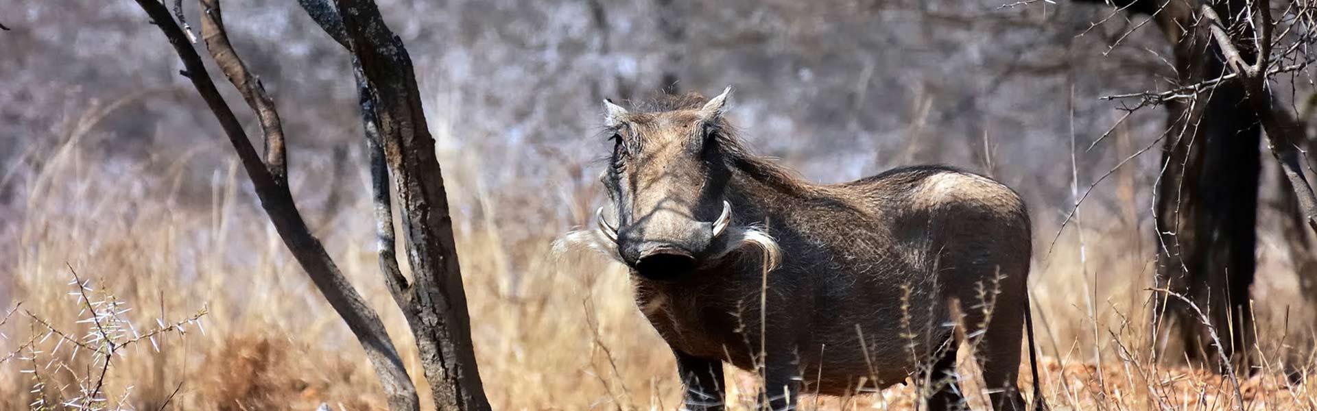 Africa Collection Holiday