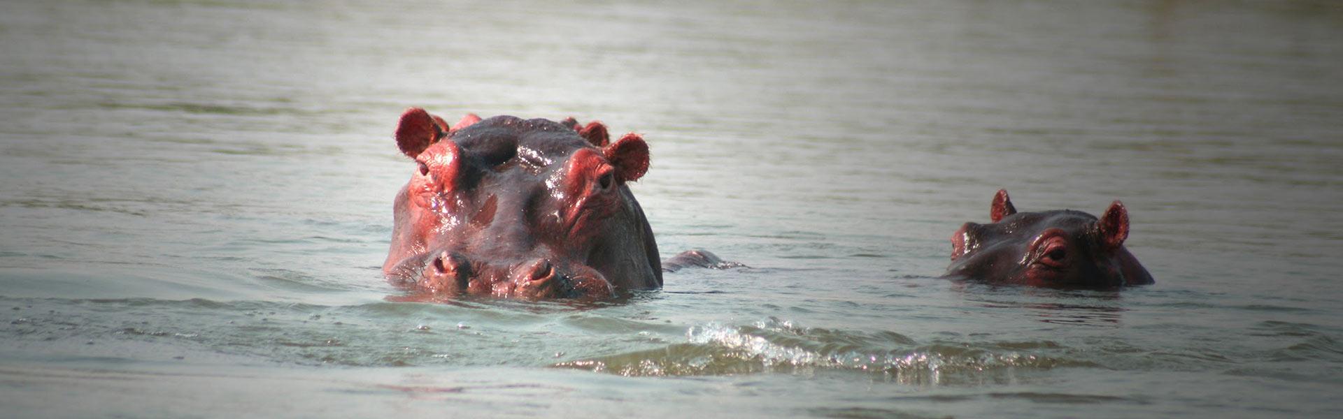 Africa Collection Holiday